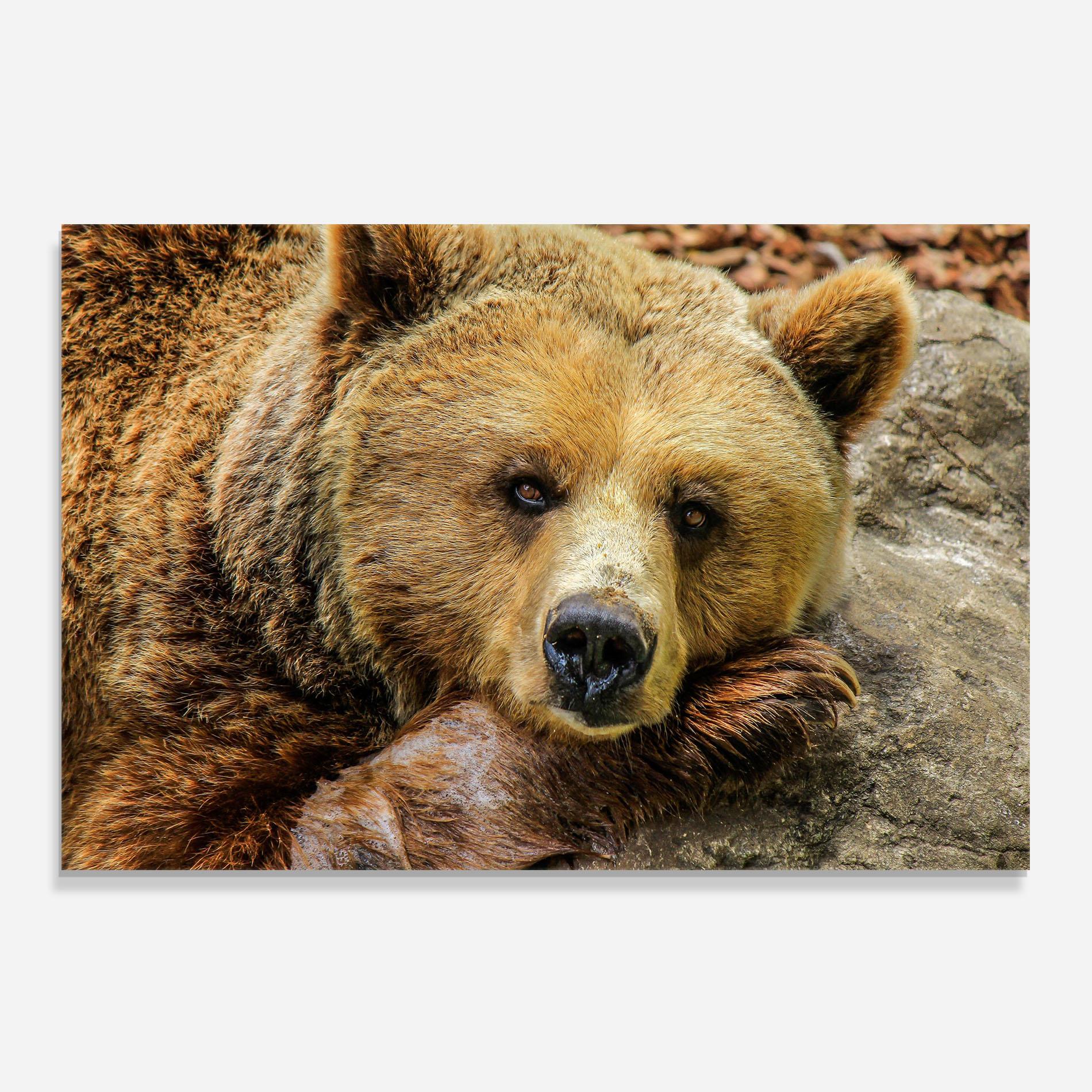 Panou Sticla Bucatarie Bear mockup 0