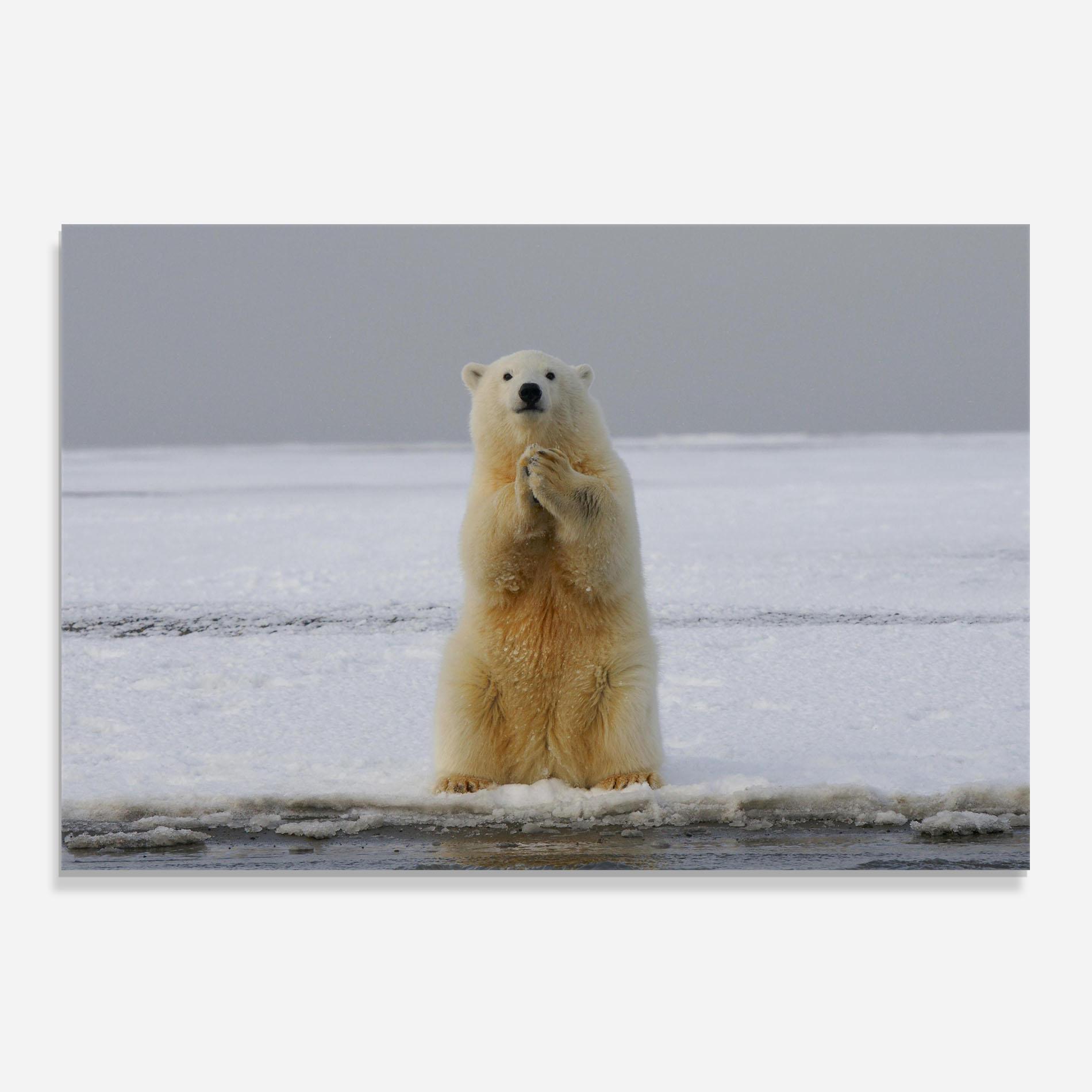 Panou Sticla Bucatarie Icebear Praying mockup 0