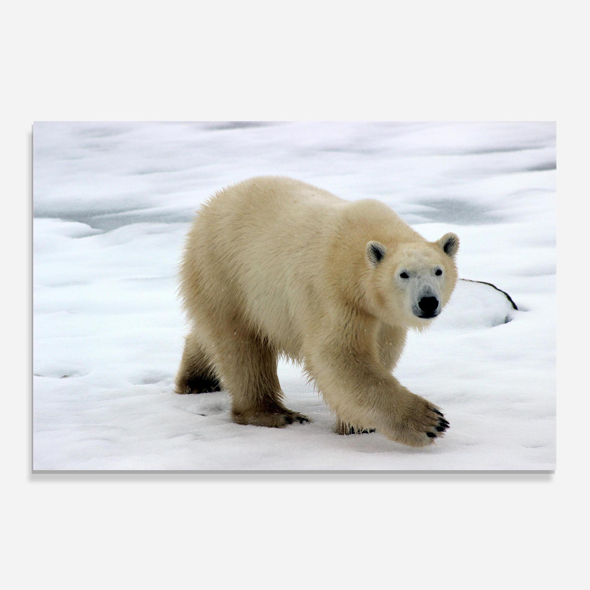 Panou Sticla Bucatarie Icebear Walking mockup 0