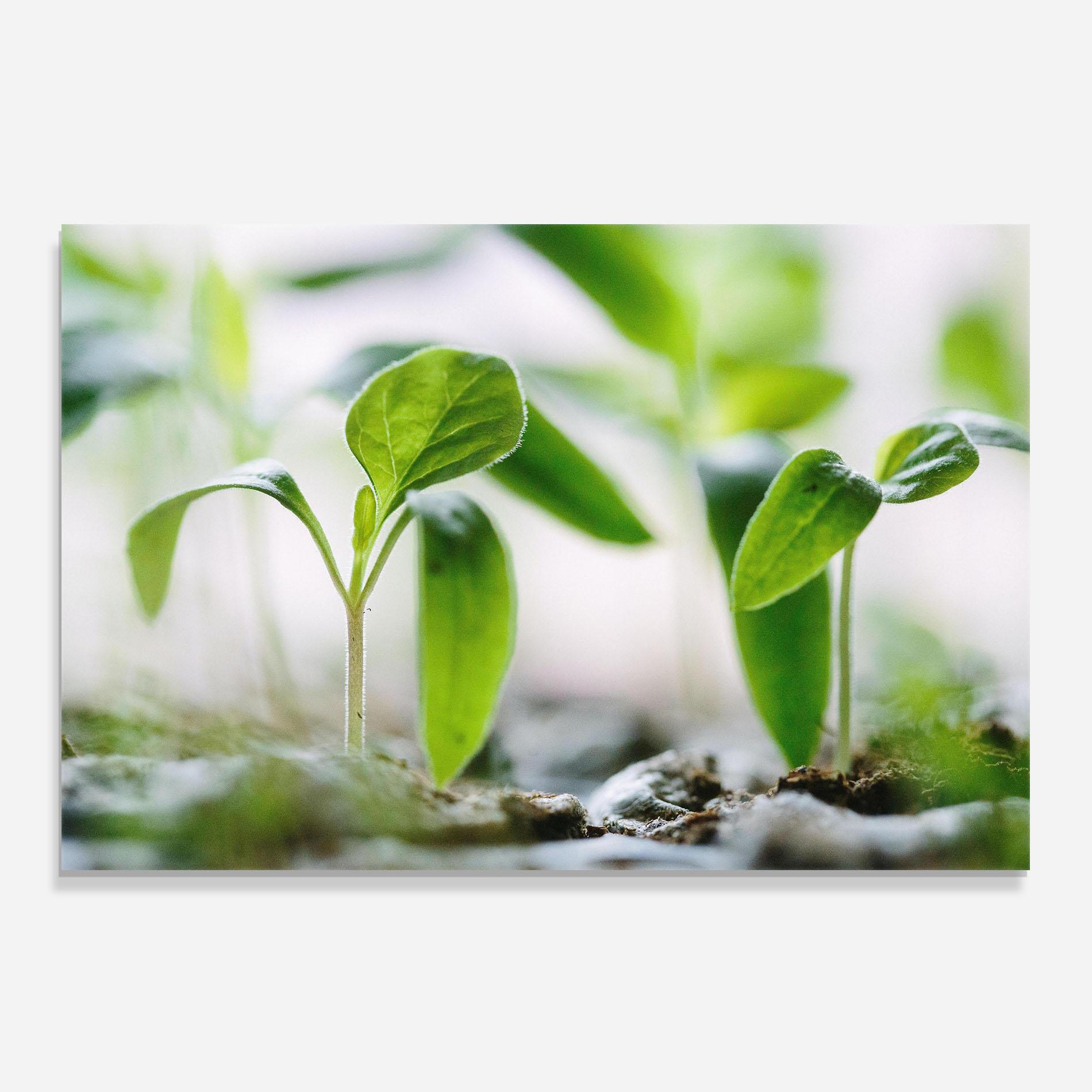 Panou Sticla Bucatarie Pretty Green Plant mockup 0