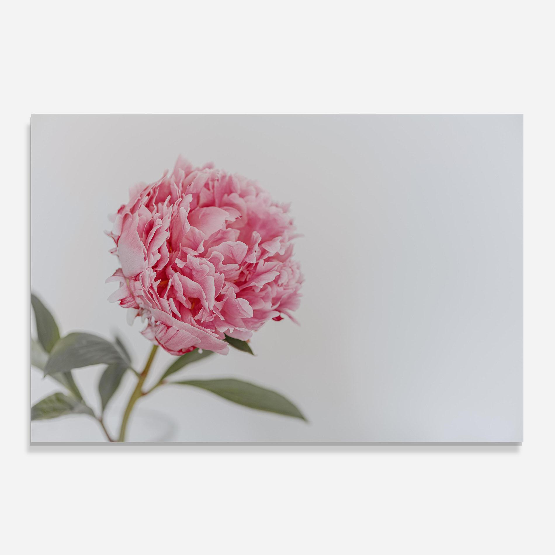 Panou Sticla Bucatarie One Peony mockup 0