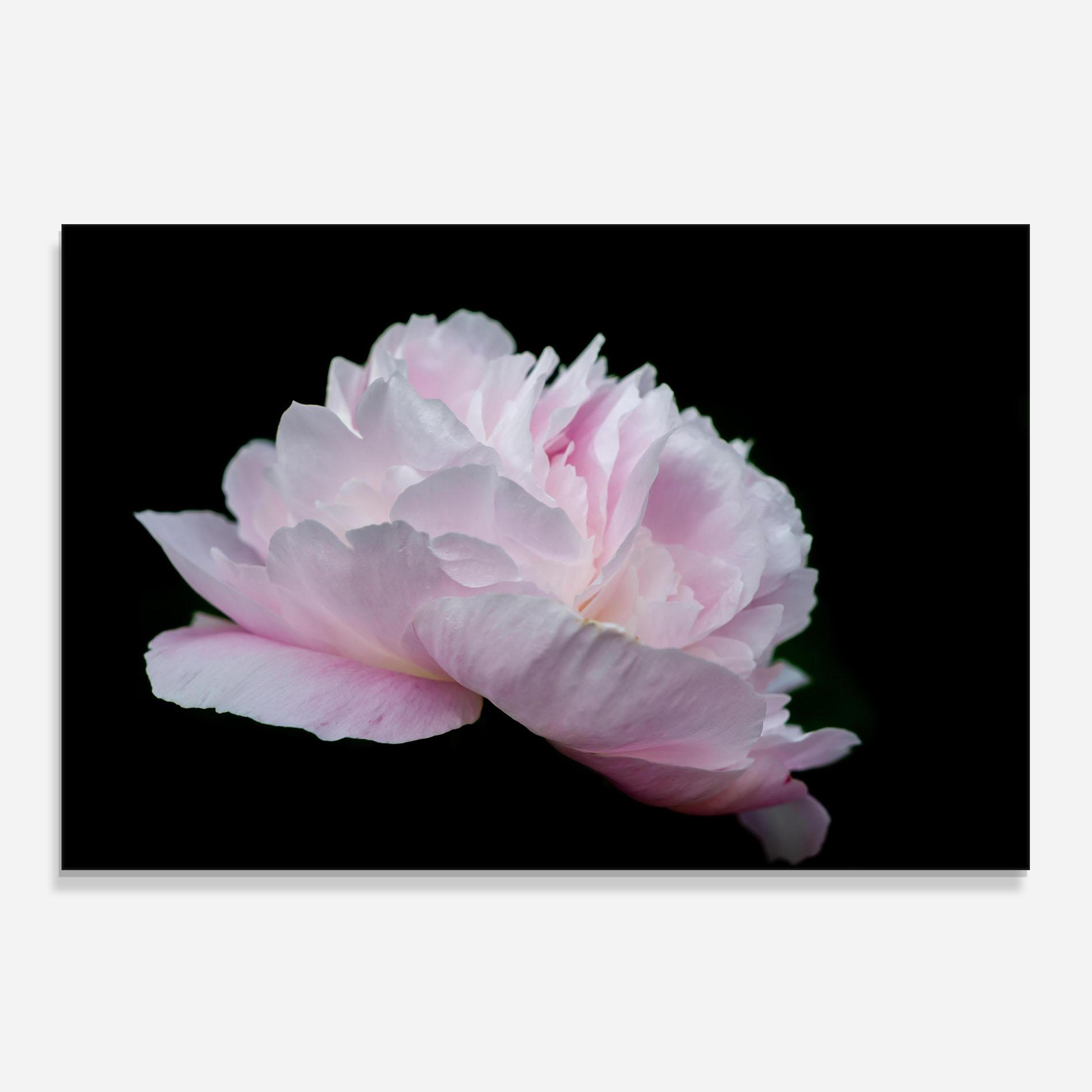 Panou Sticla Bucatarie Pastel Peony On Black mockup 0
