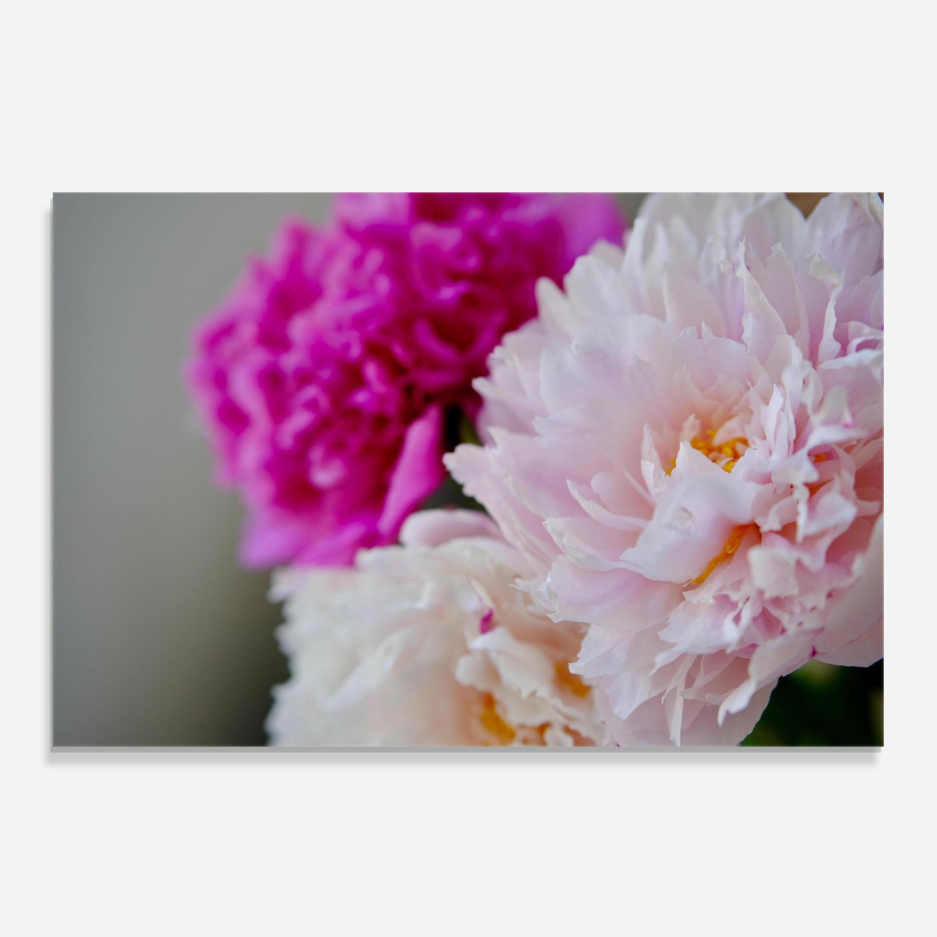 Panou Sticla Bucatarie Peonies Close Up mockup 0