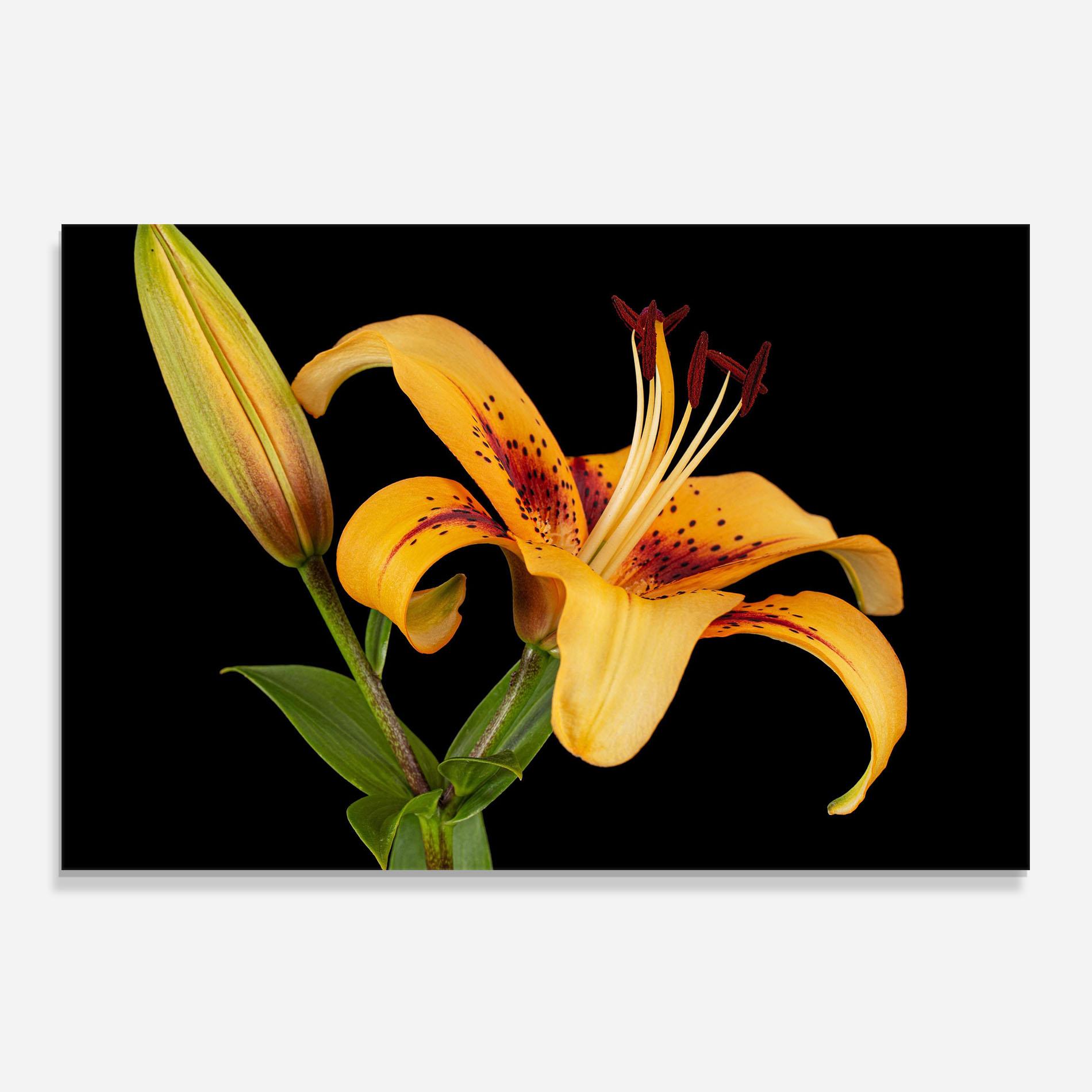 Panou Sticla Bucatarie Beautiful Yellow Lily mockup 0