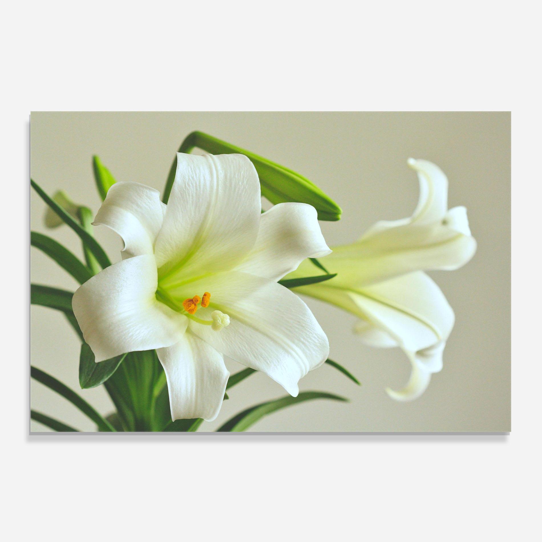 Panou Sticla Bucatarie Green Lily mockup 0