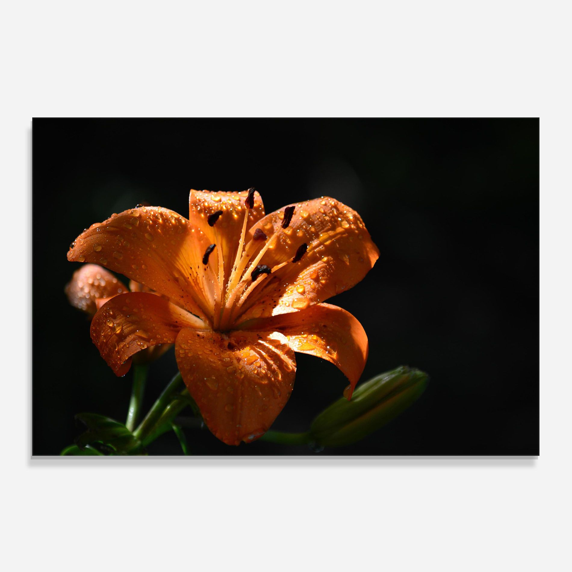 Open Orange Lily On Black mockup 0