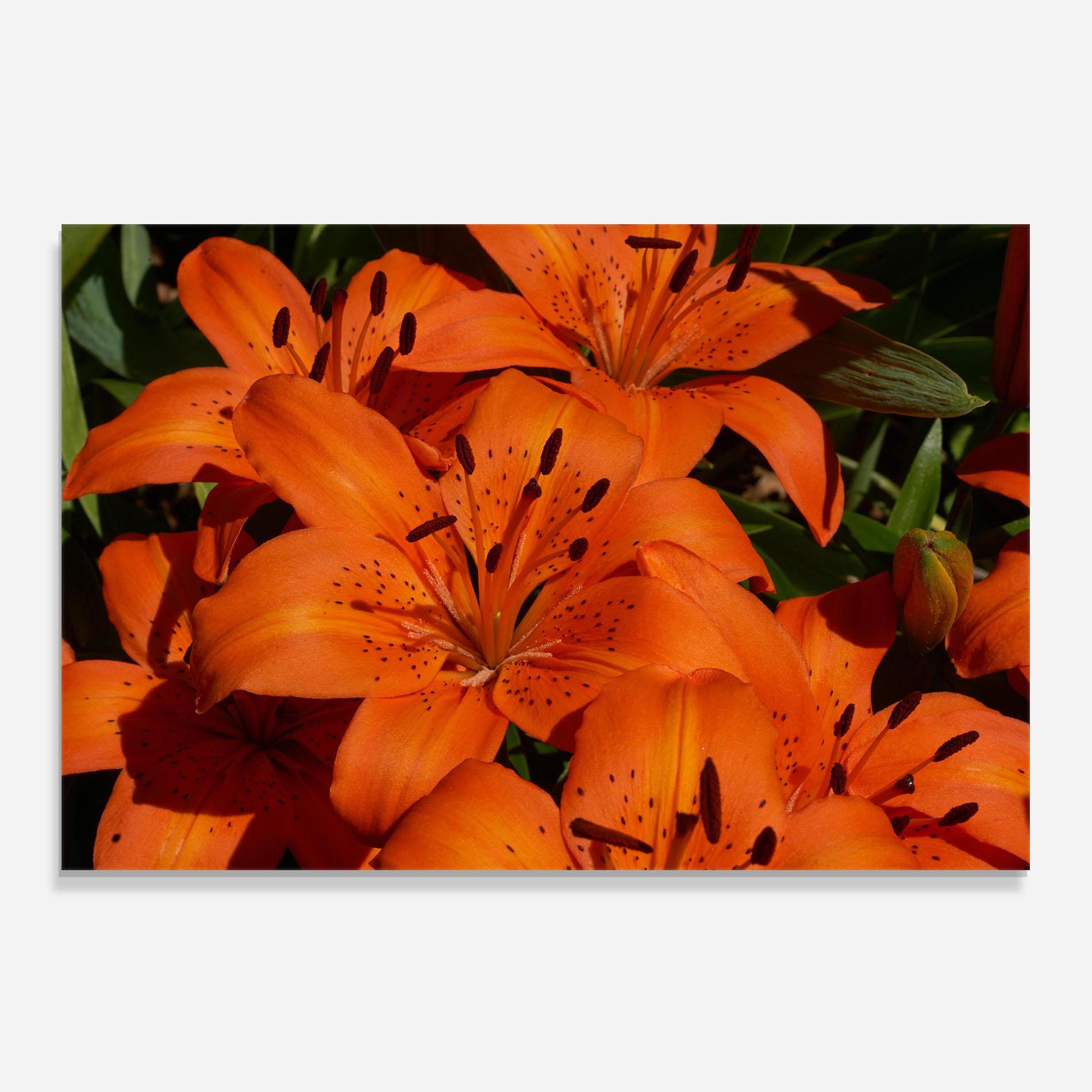 Panou Sticla Bucatarie Orange Lily In The Sun mockup 0