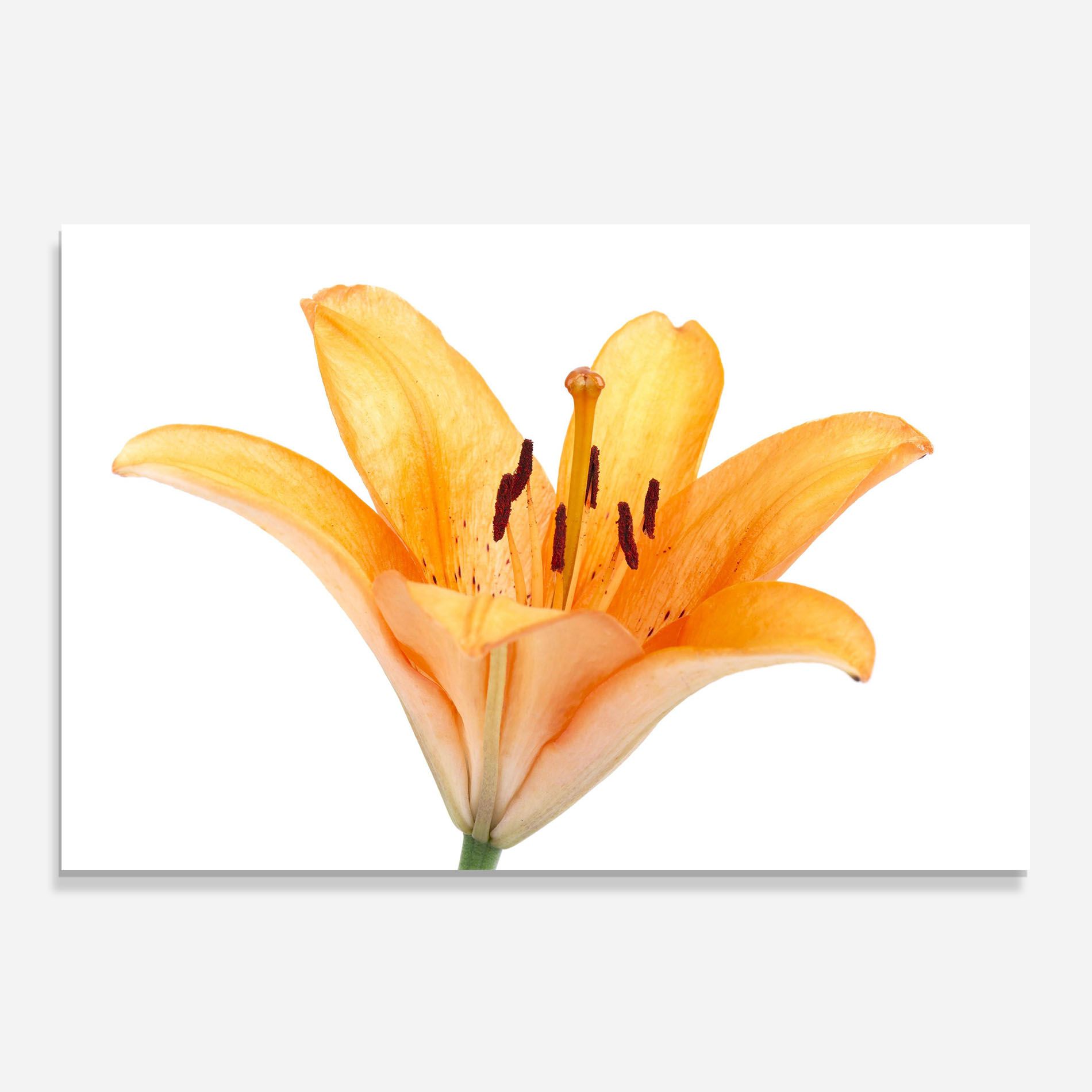 Yellow With Orange Lily mockup 0