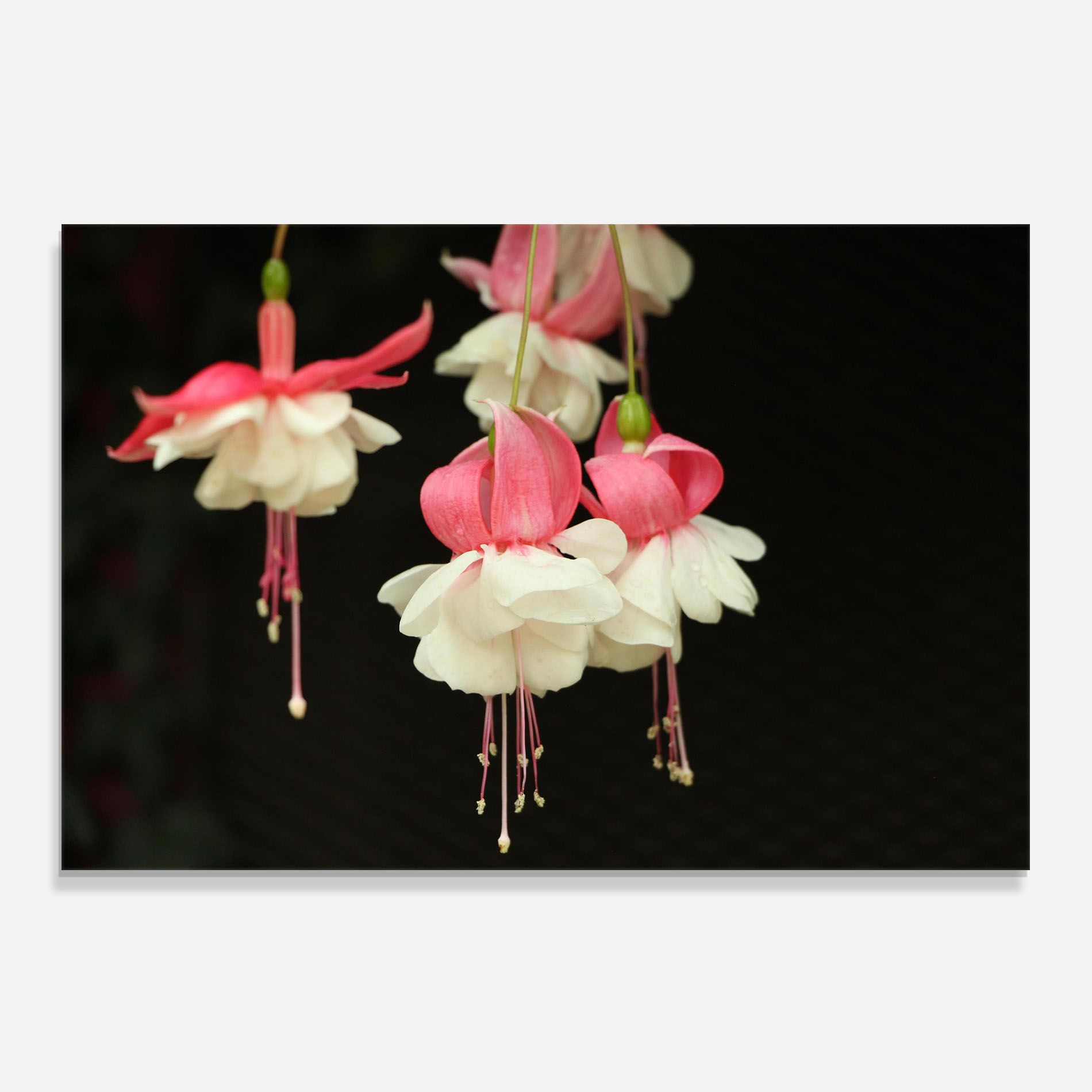 Amazing Exotic Plant mockup 0