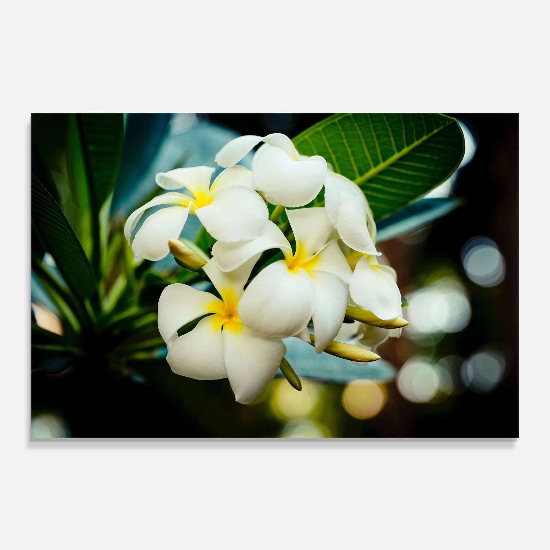 Beautiful White Exotic mockup 0