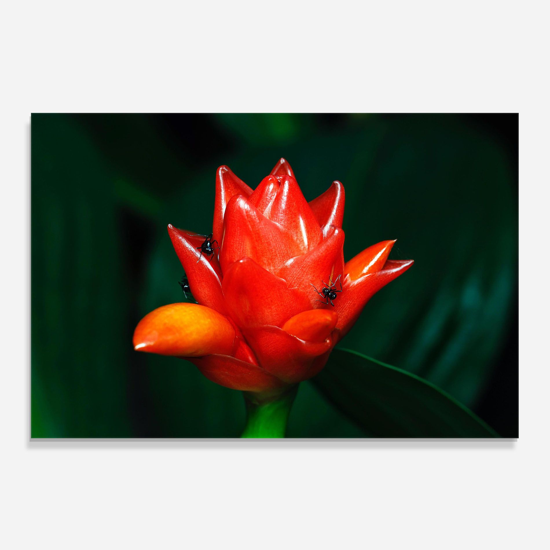 Cool Orange Exotic mockup 0