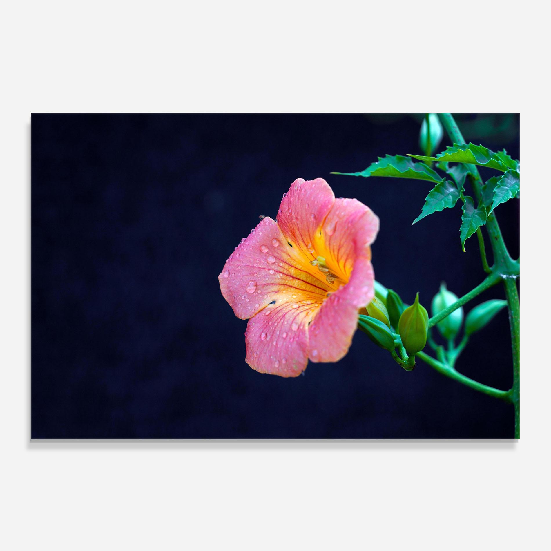 Panou Sticla Bucatarie Exotic Pink Plant mockup 0