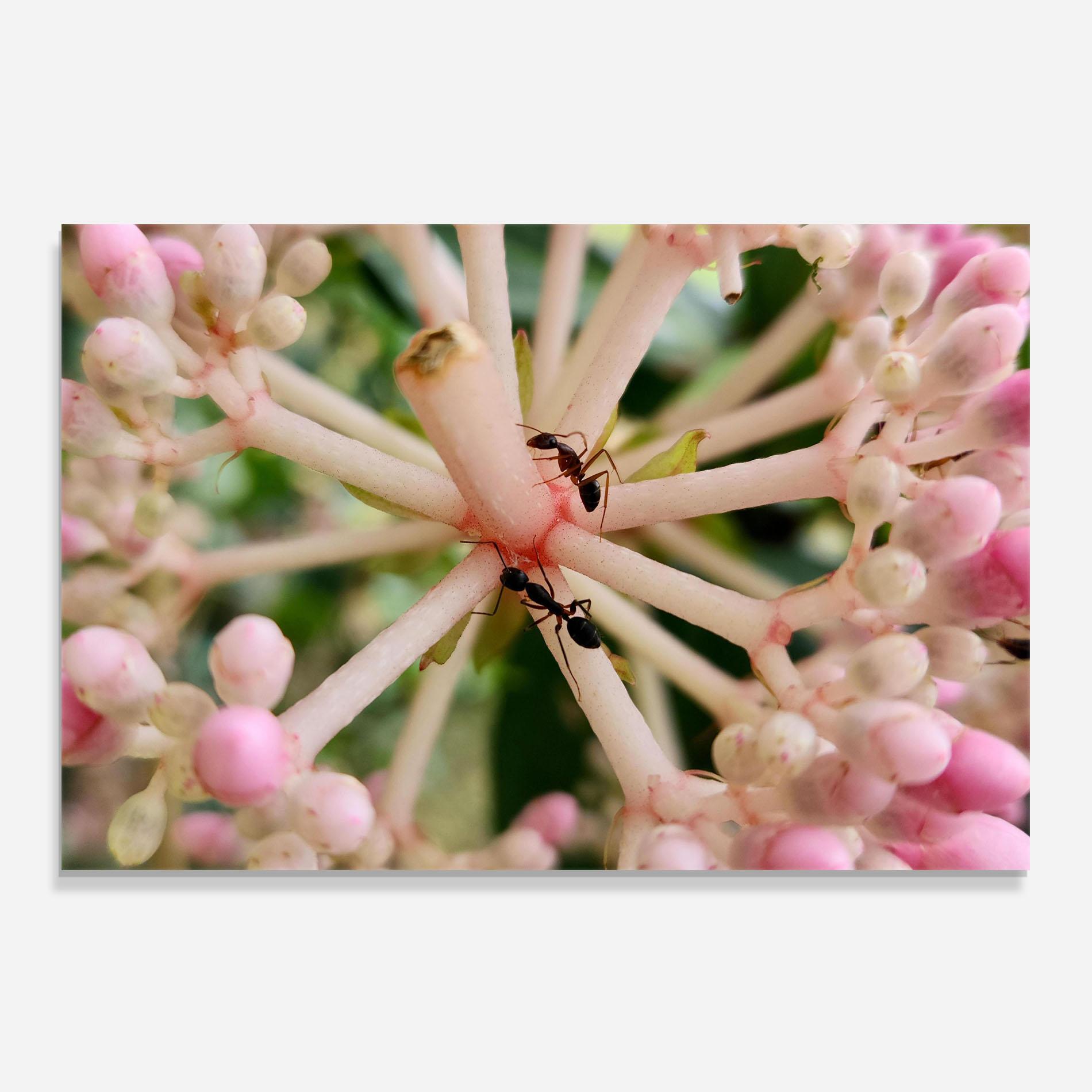 Panou Sticla Bucatarie Pink Exotic Flower mockup 0