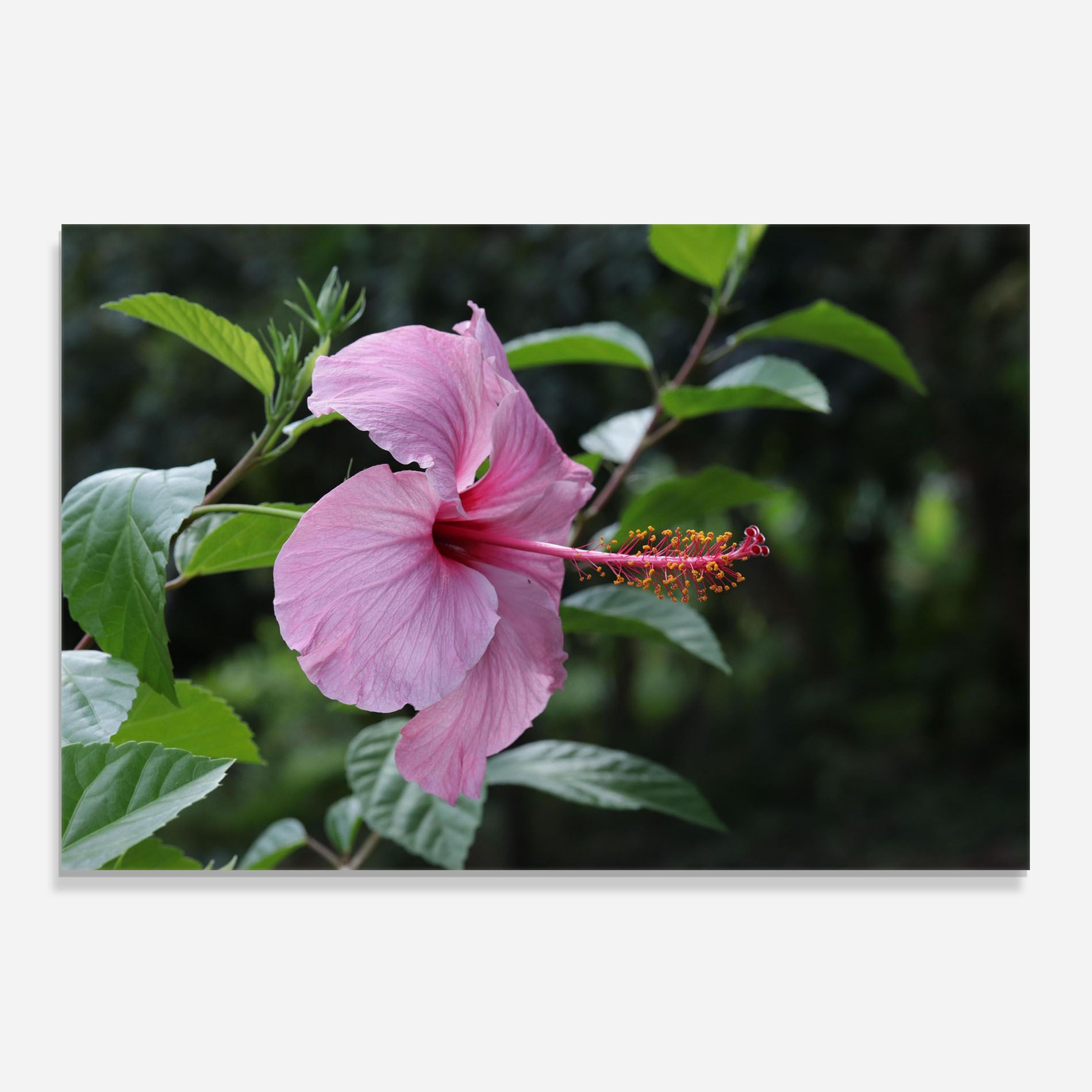 Pink Exotic Plant mockup 0