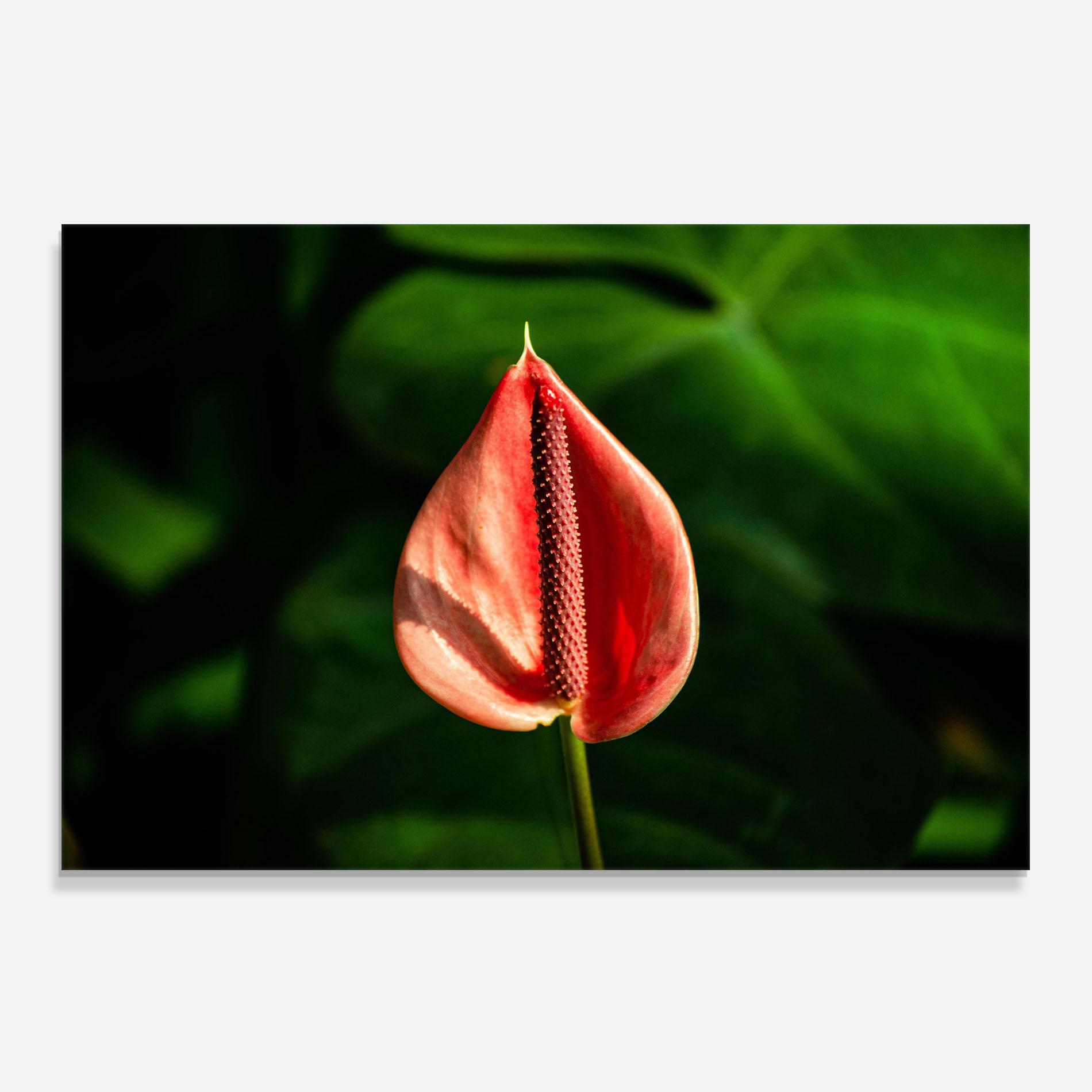 Panou Sticla Bucatarie Plant Exotic Red mockup 0