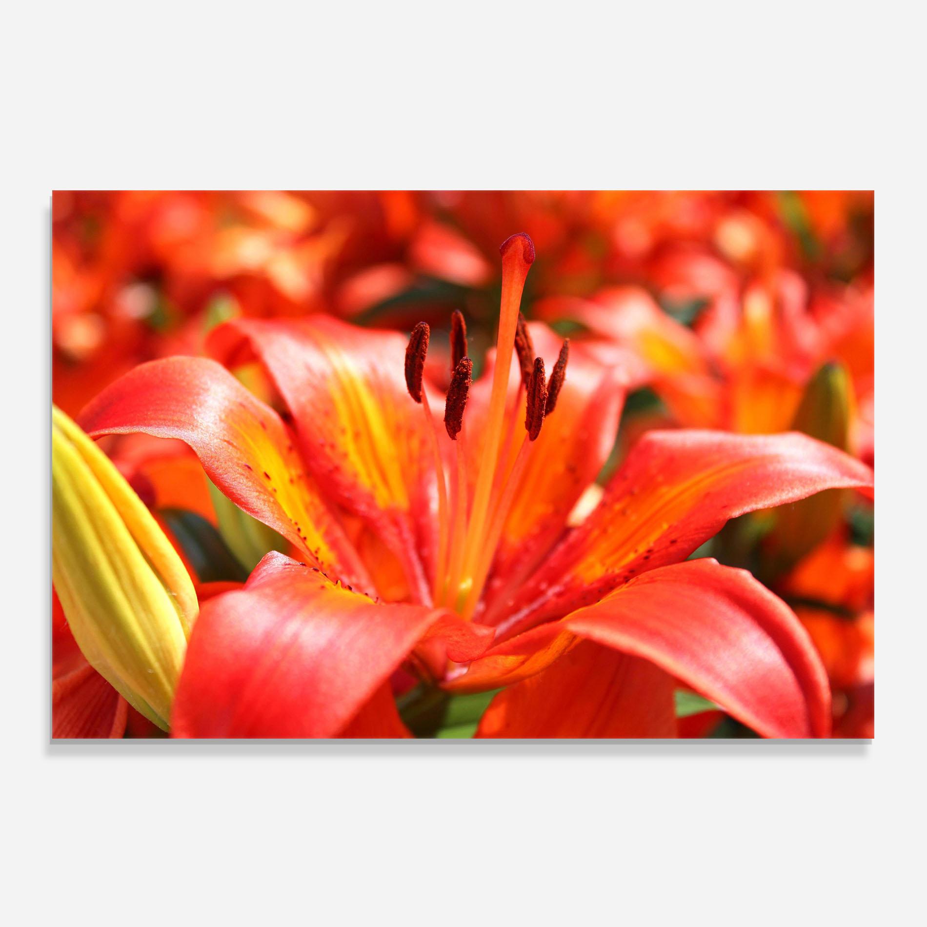 Panou Sticla Bucatarie Pretty Orange Exotic mockup 0