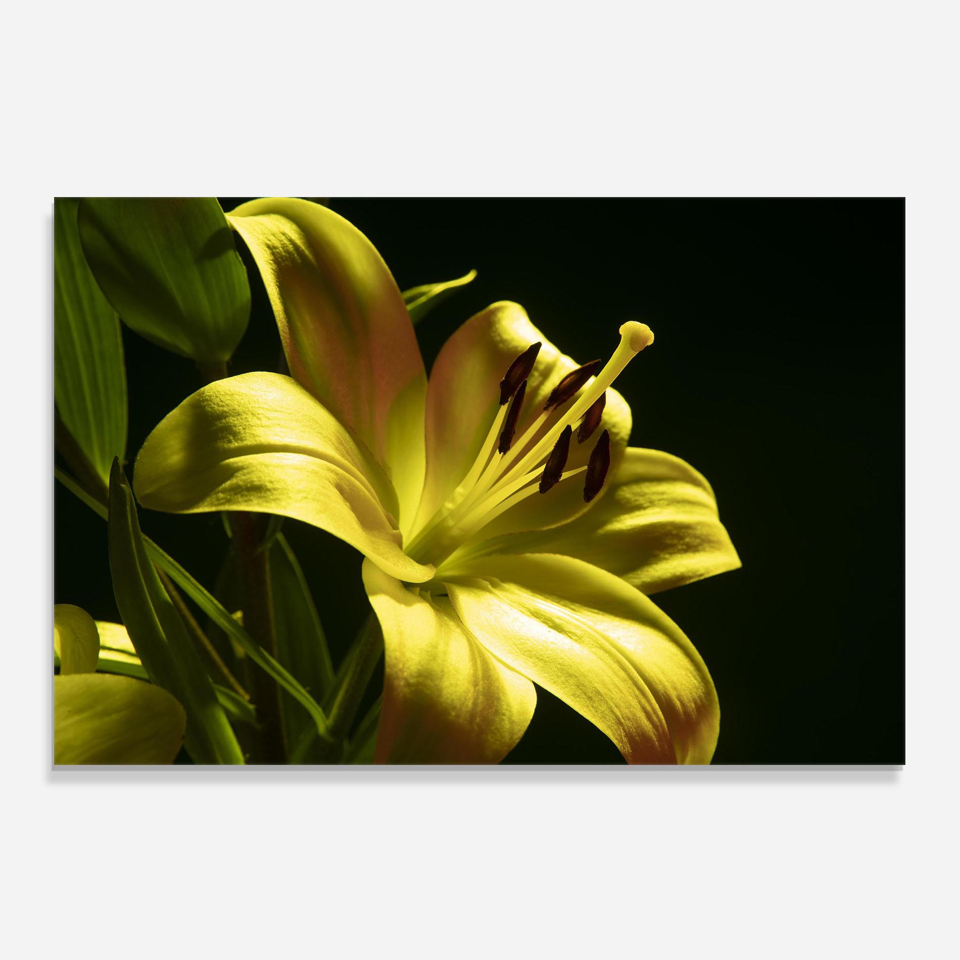 Panou Sticla Bucatarie Yellow Gold Exotic mockup 0