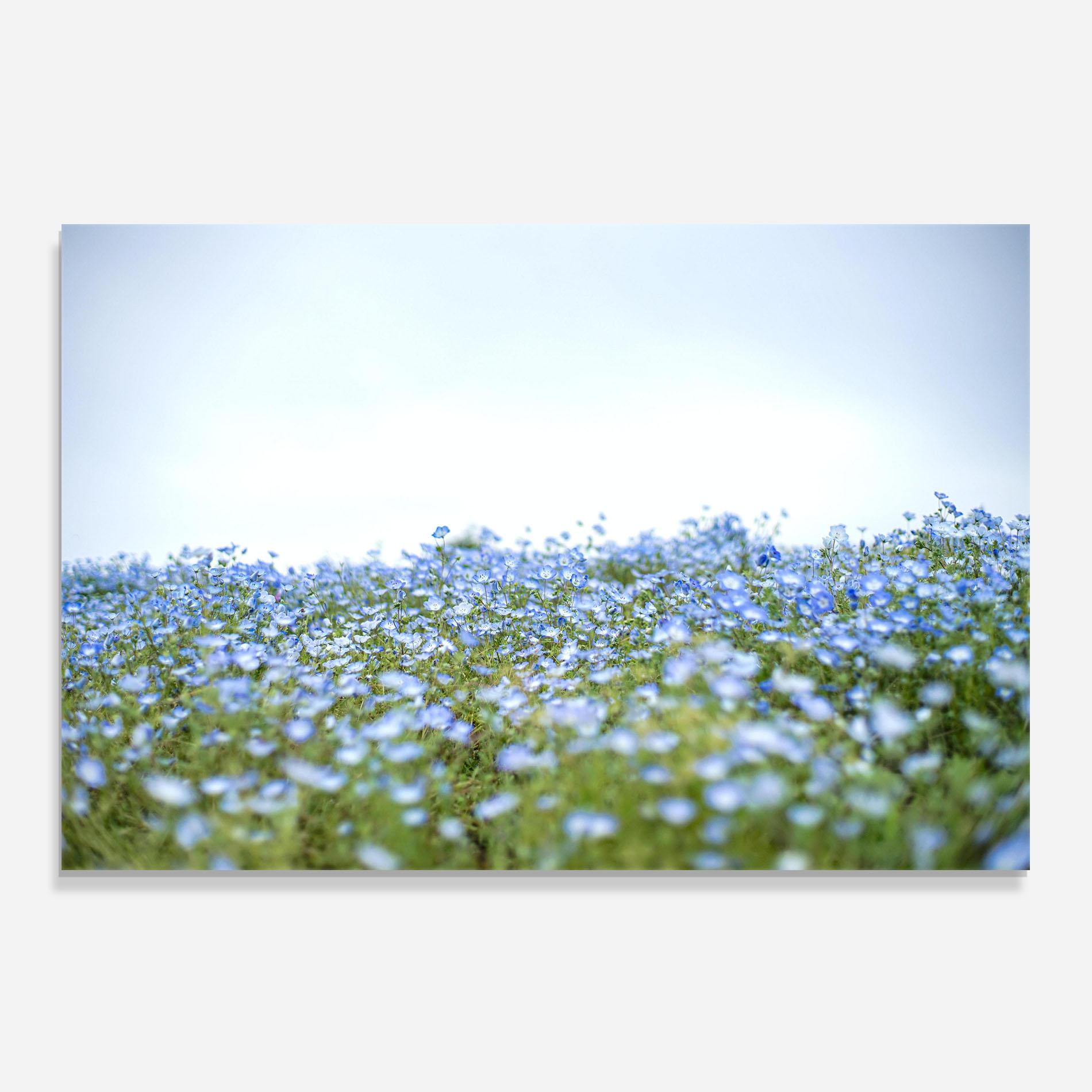 Panou Sticla Bucatarie Blue Wild Flowers mockup 0