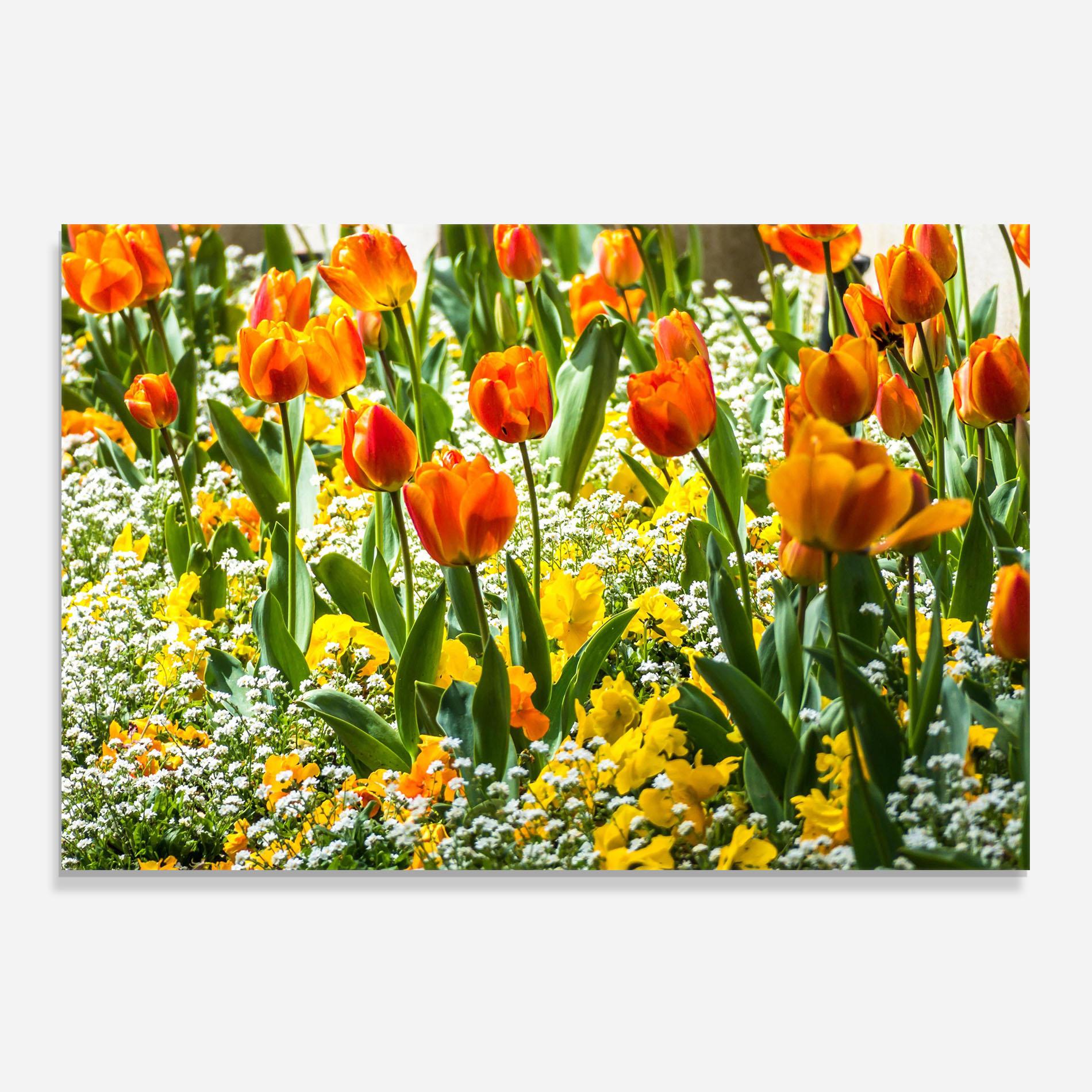 Panou Sticla Bucatarie Colorful Tulips Garden mockup 0