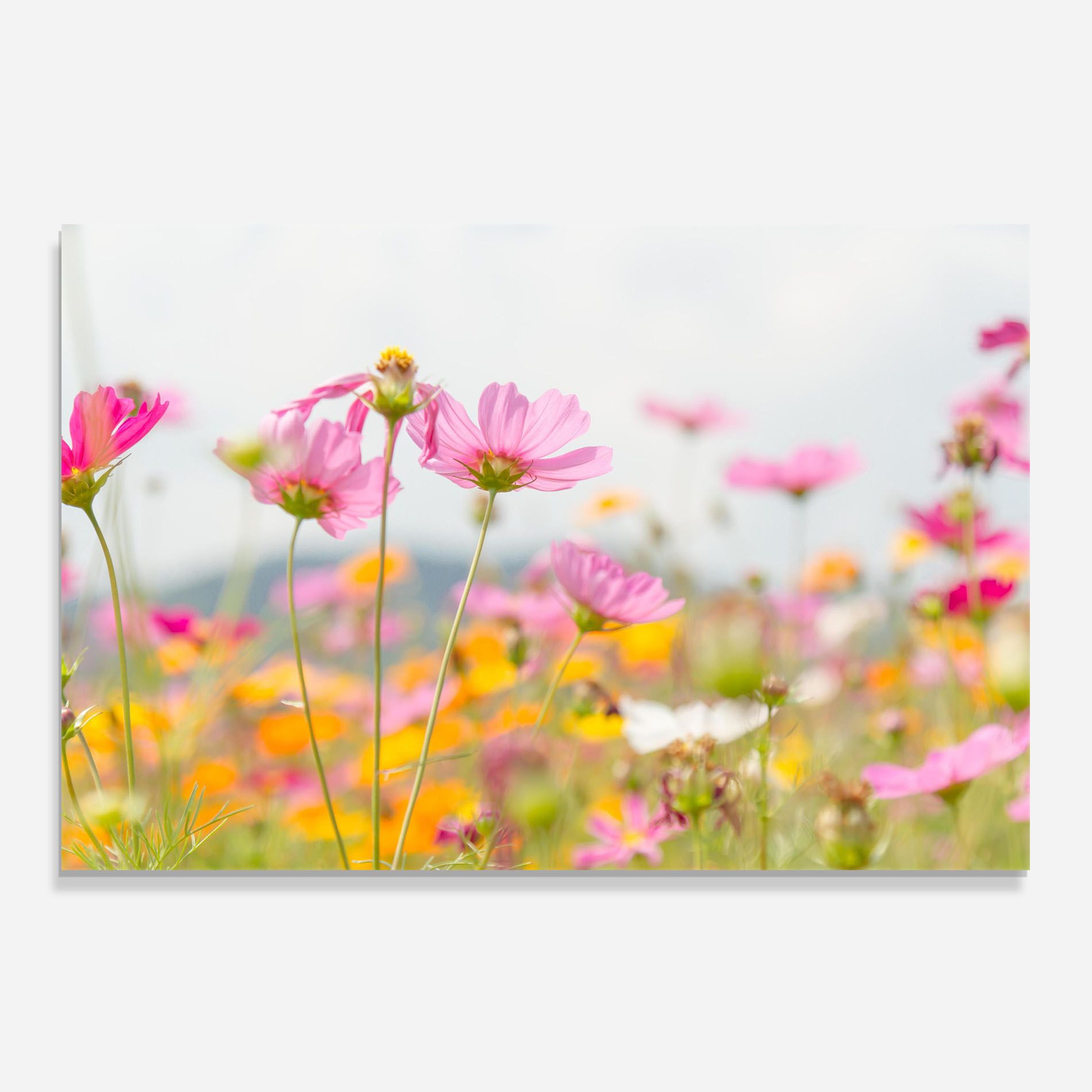Cosmos Beauty Flowers mockup 0
