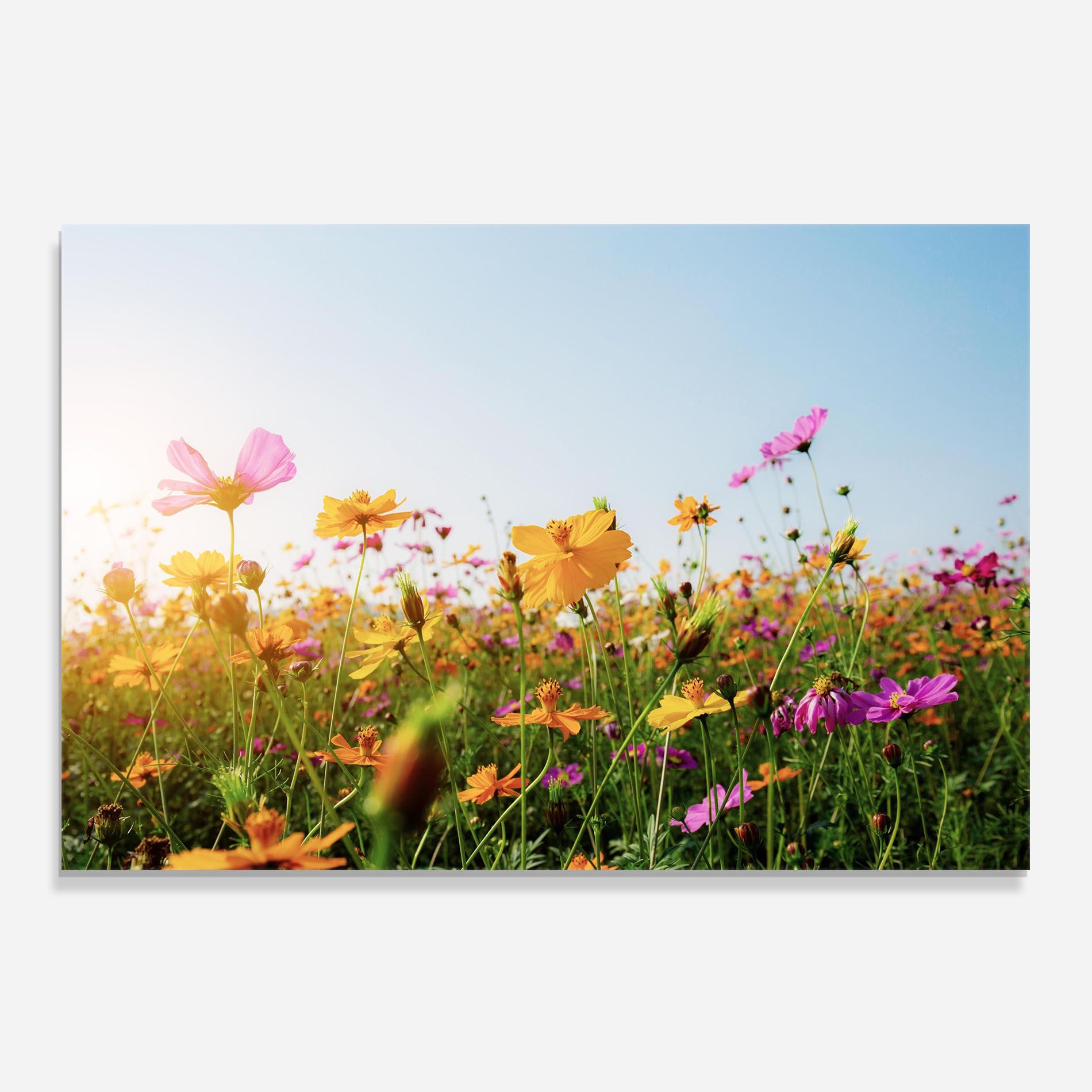 Cosmos Field Sunset mockup 0