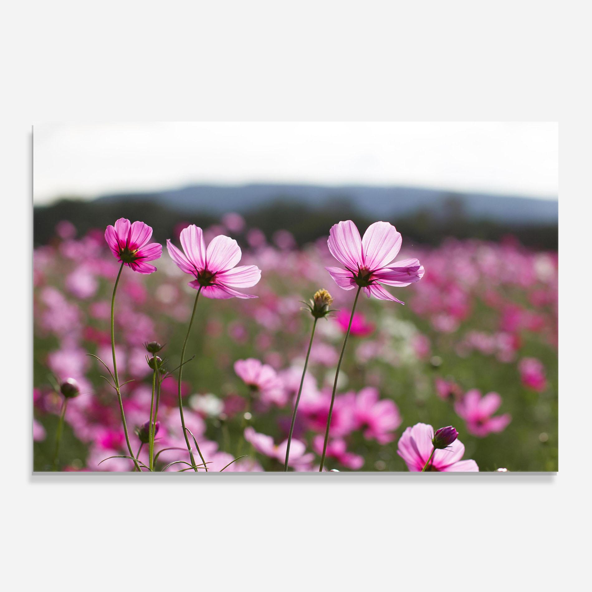 Panou Sticla Bucatarie Cosmos Flower mockup 0