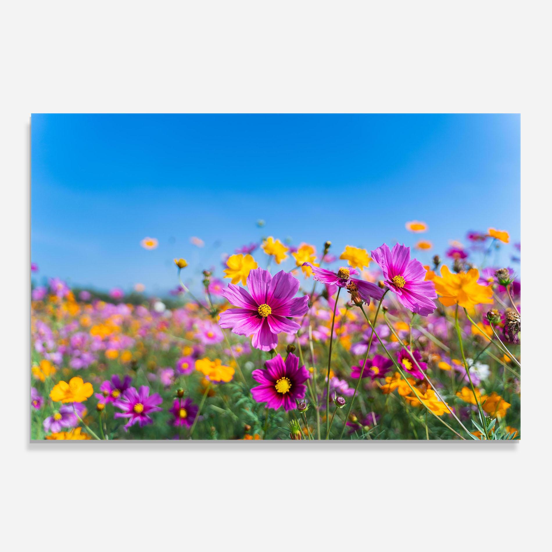Panou Sticla Bucatarie Cosmos Flowers Grassland mockup 0