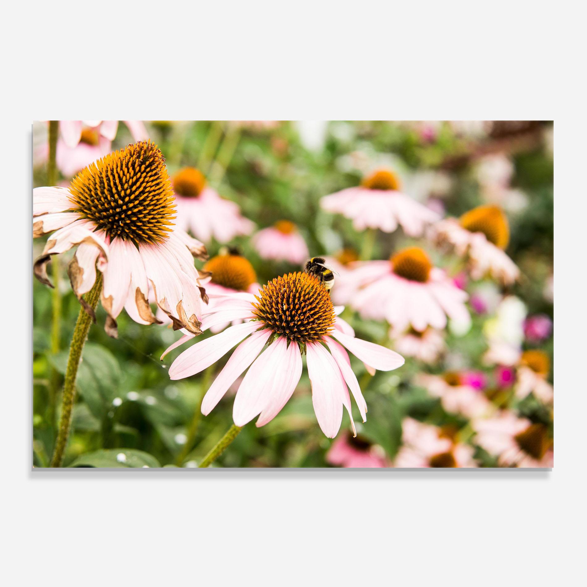 Panou Sticla Bucatarie Daylight Bee mockup 0