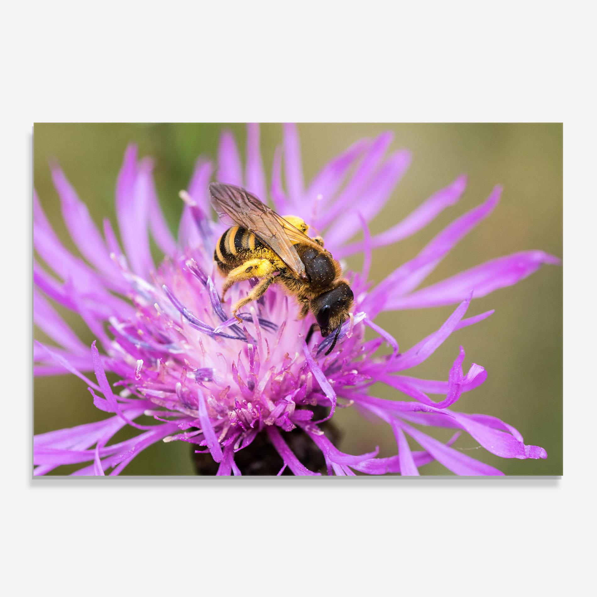 Panou Sticla Bucatarie Flower Bee mockup 0