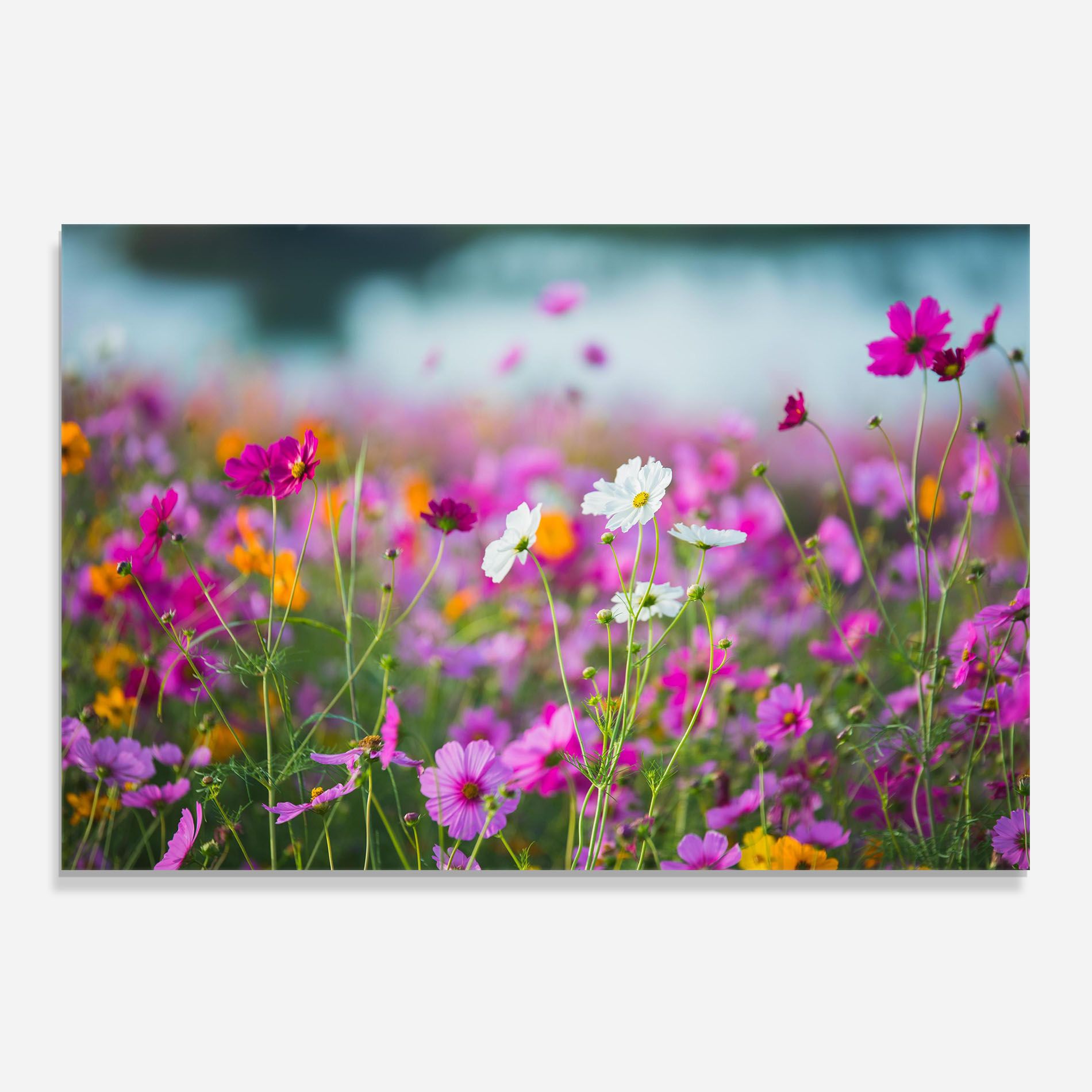 Flower Grassland mockup 0