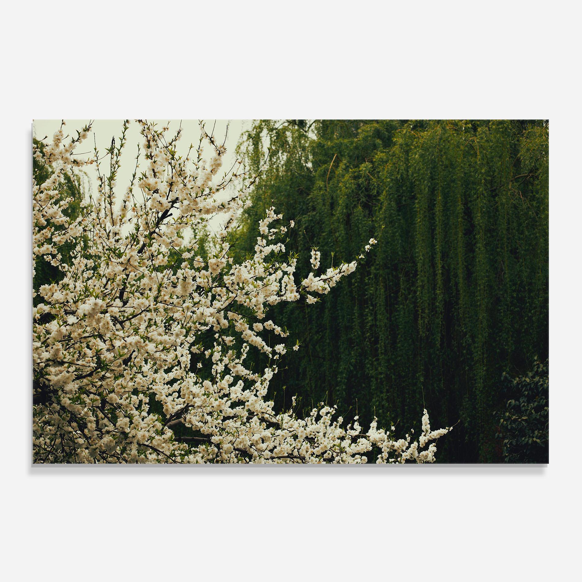 Panou Sticla Bucatarie Nature Veiw Tree mockup 0