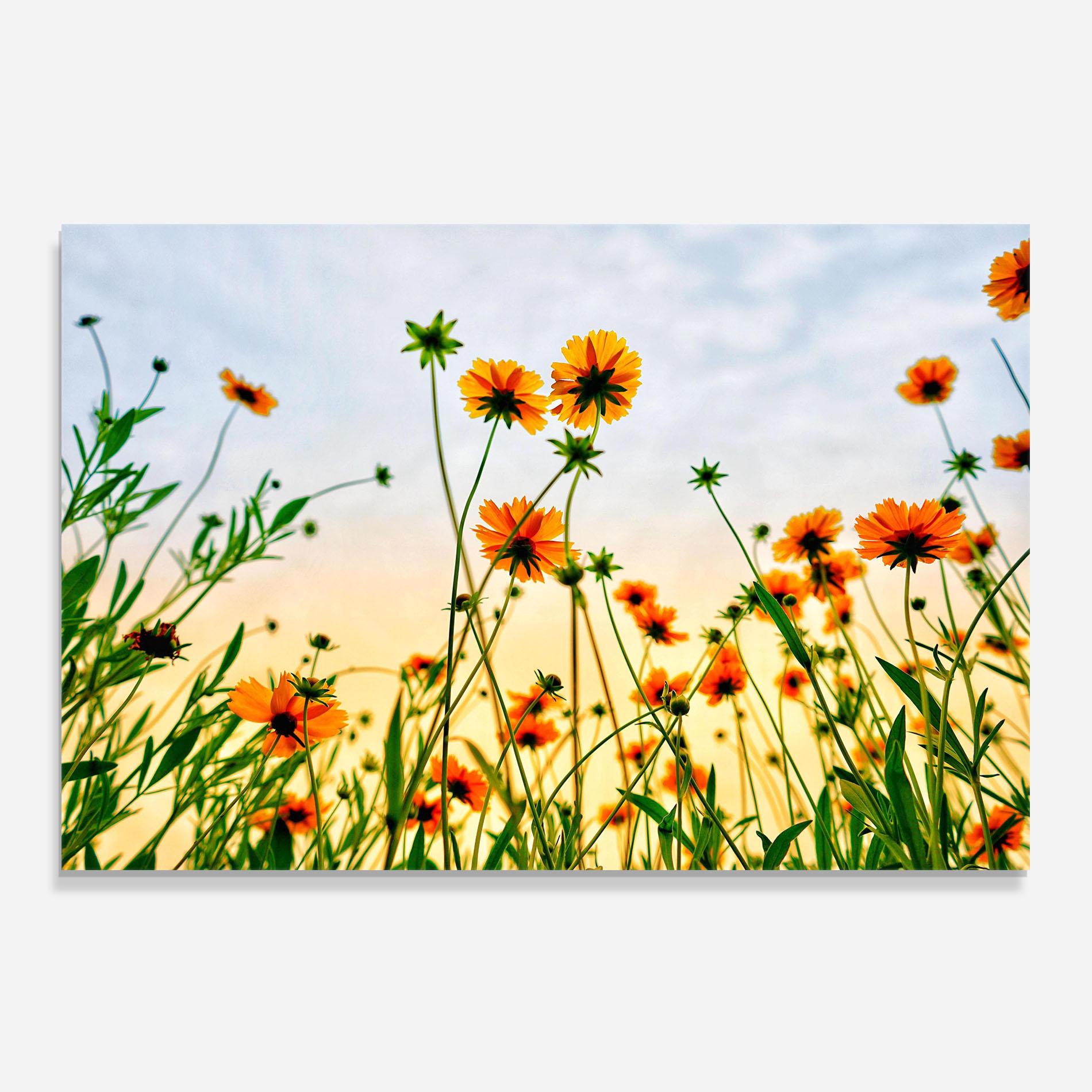 Panou Sticla Bucatarie Orange Wild Flowers mockup 0