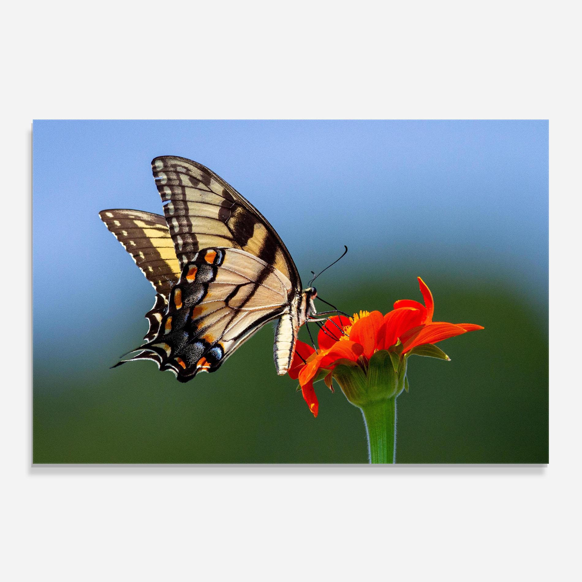 Panou Sticla Bucatarie Red Flower Wild mockup 0