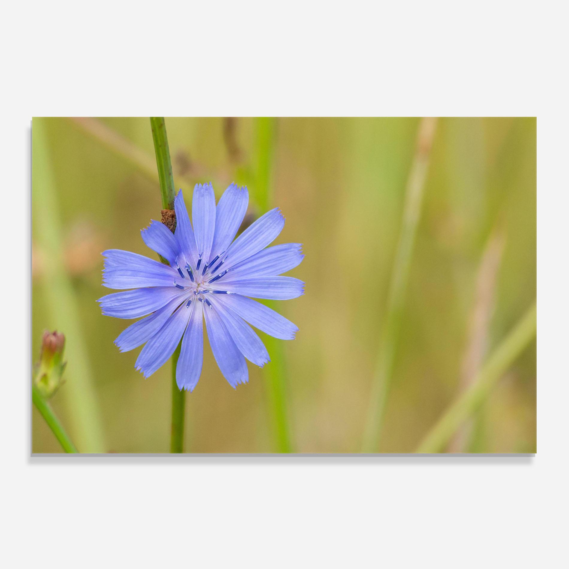 Panou Sticla Bucatarie Wild Purple Blue mockup 0