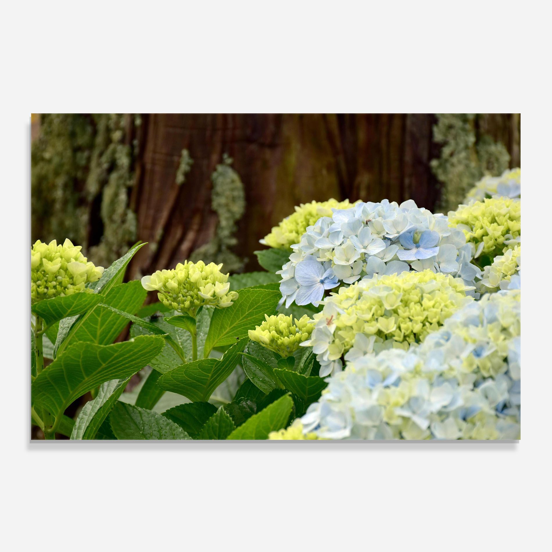 Wild Tree Flower mockup 0