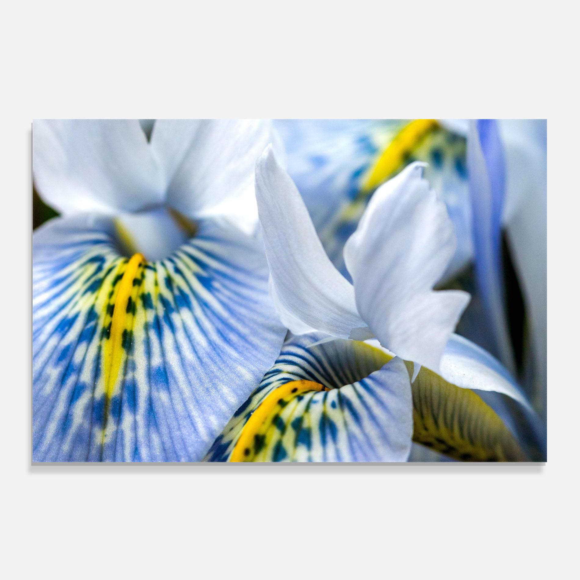 Panou Sticla Bucatarie Blue Yellow Iris mockup 0