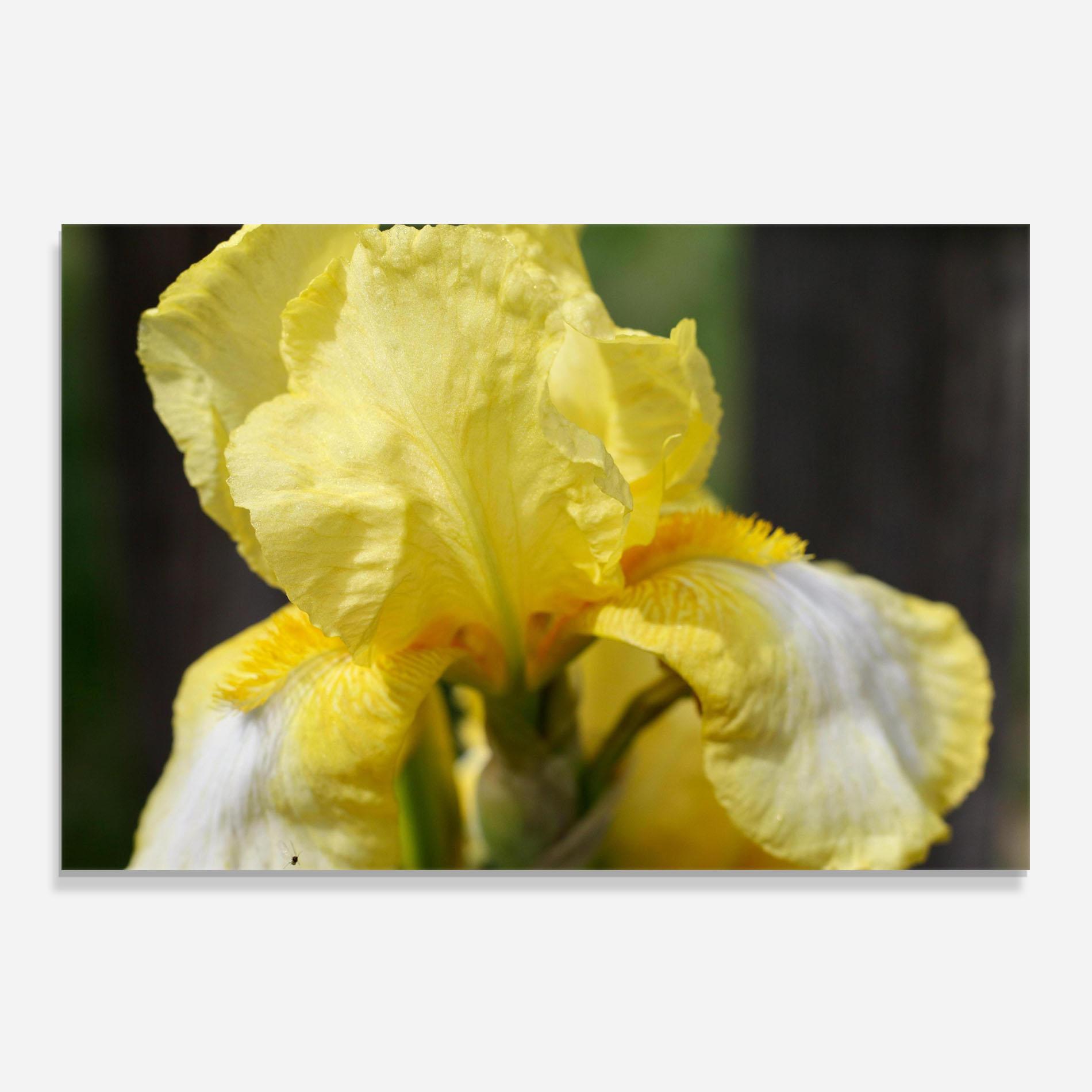 Panou Sticla Bucatarie Garden Yellow Iris mockup 0