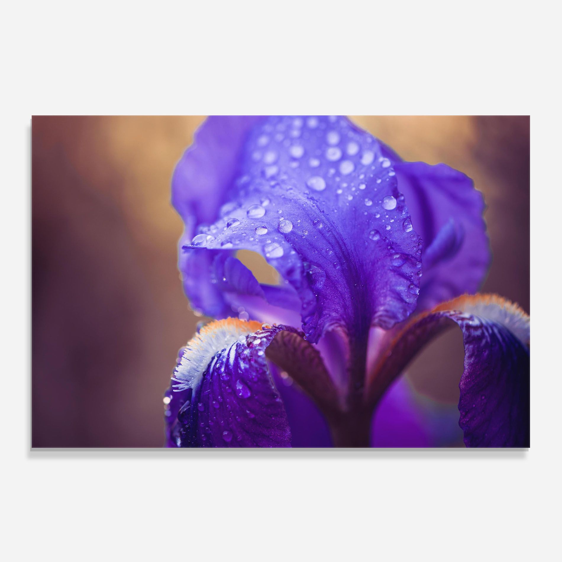 Iris Aftger Rain mockup 0