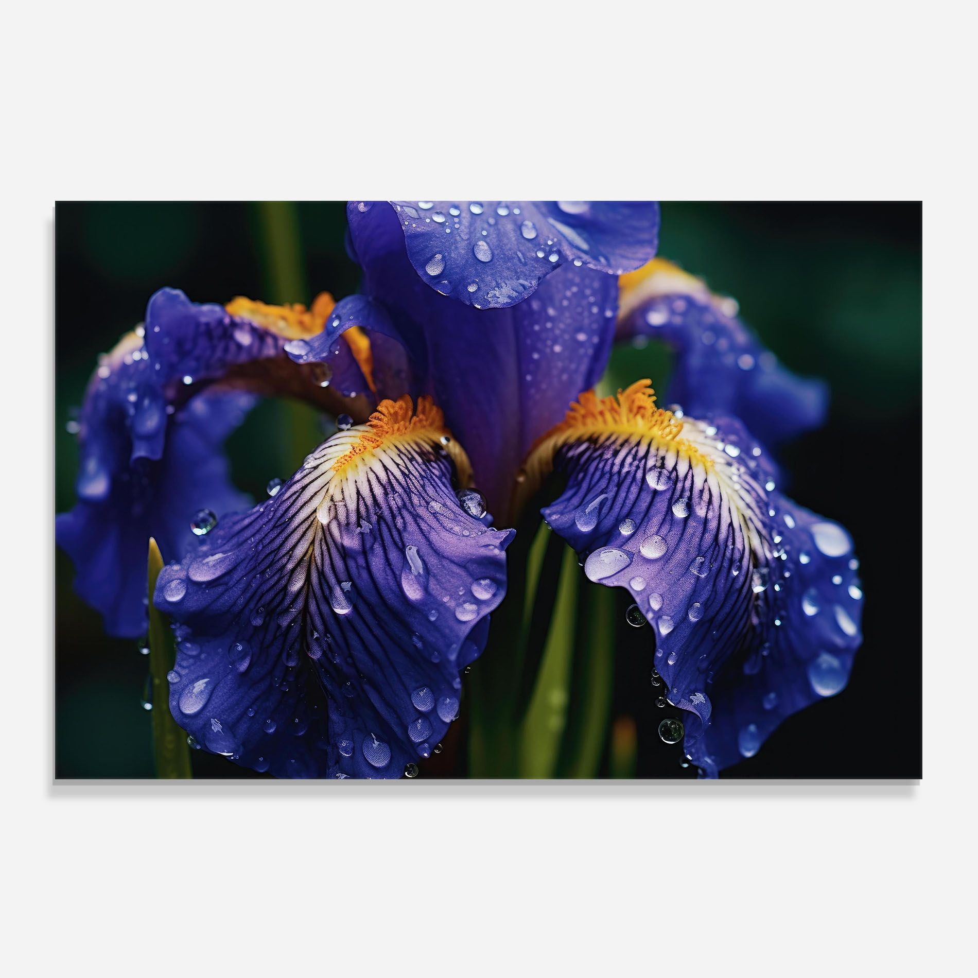 Iris Close Up Aftrer Rain mockup 0