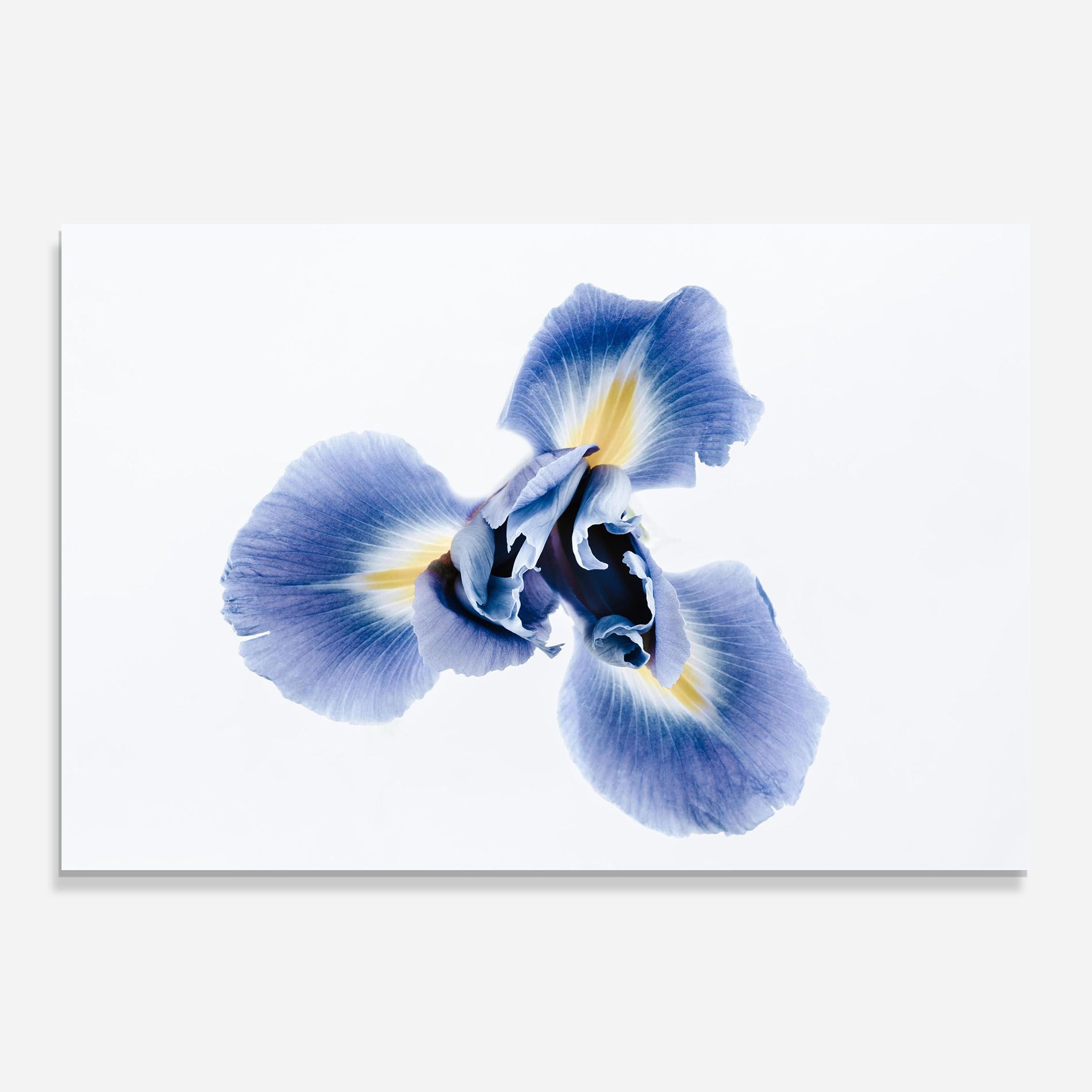 Iris Flower mockup 0
