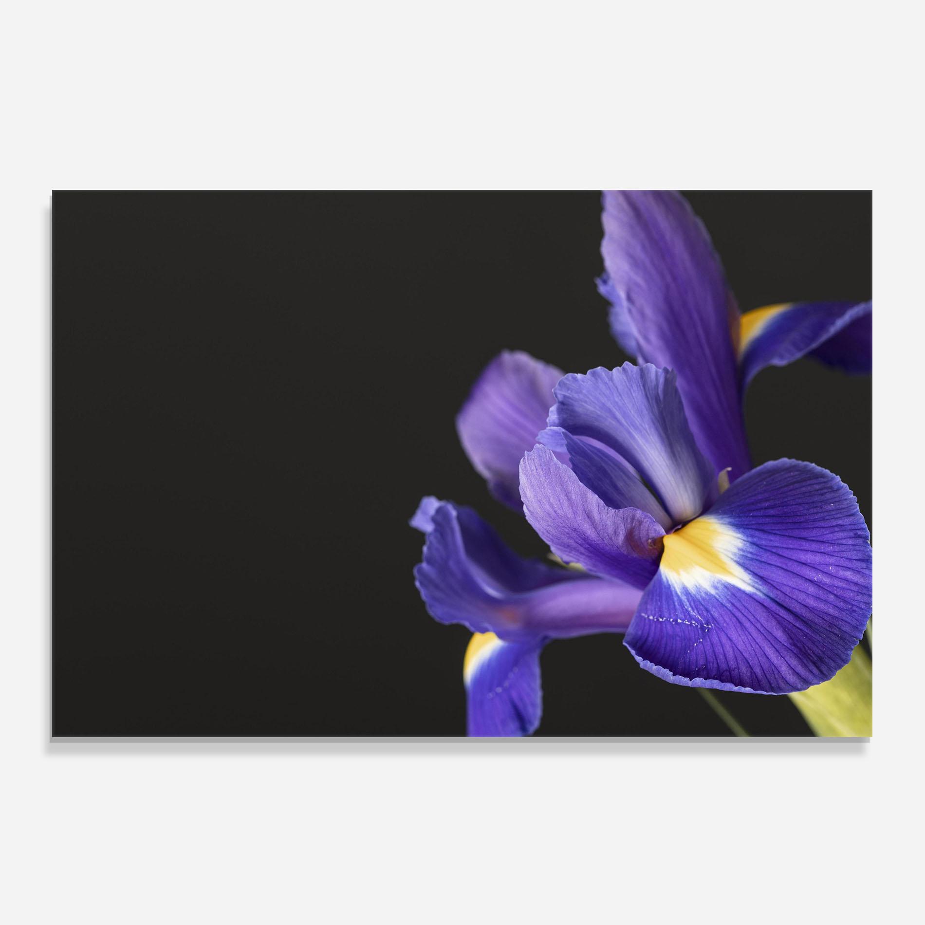Panou Sticla Bucatarie Iris On Black mockup 0