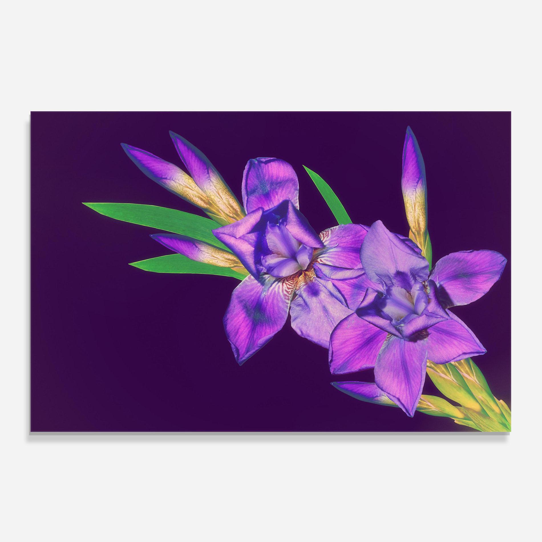 Panou Sticla Bucatarie Iris On Purple mockup 0