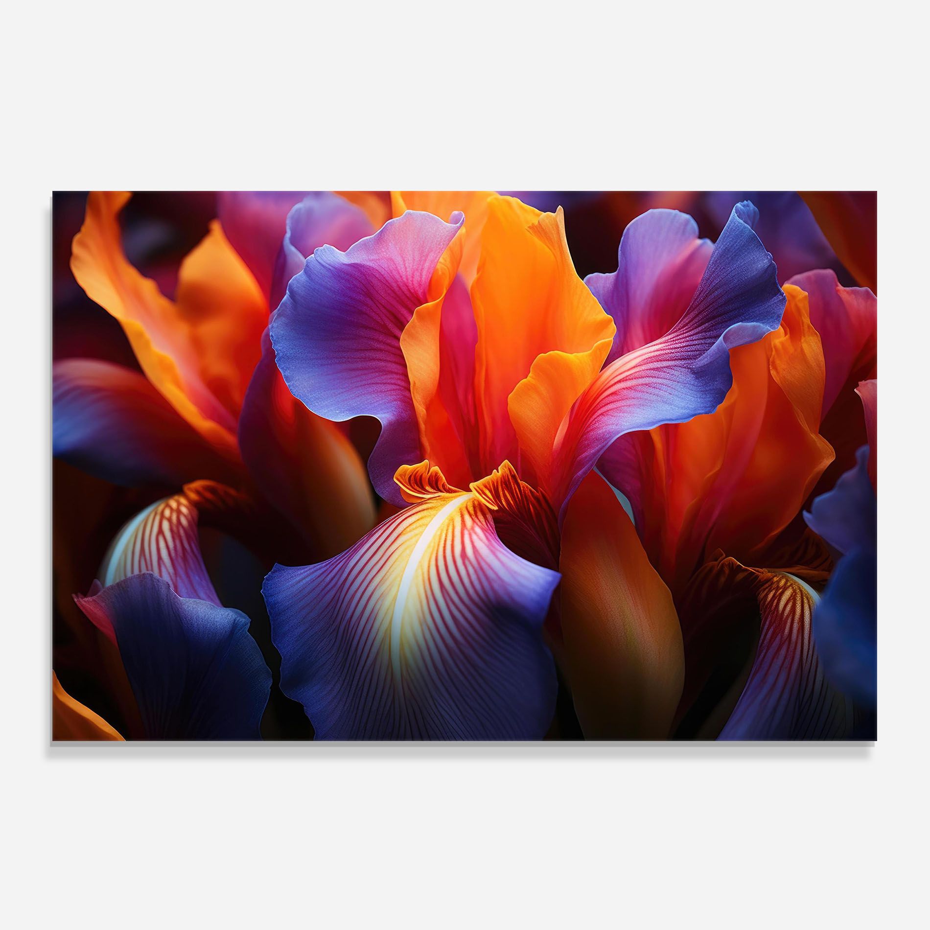 Orange Purple Iris mockup 0