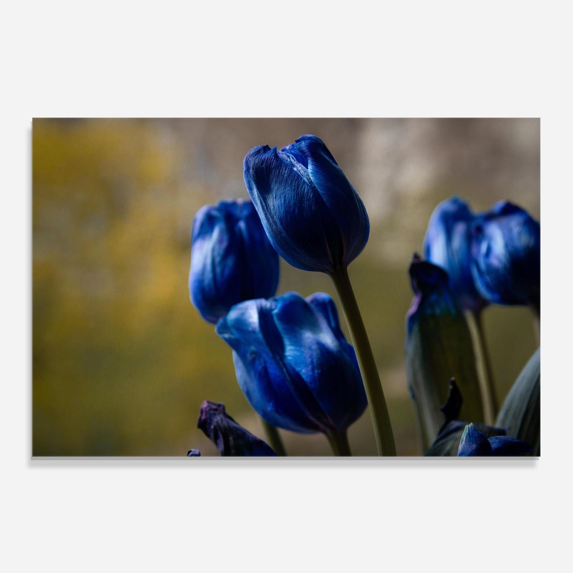 Blue Tulips mockup 0