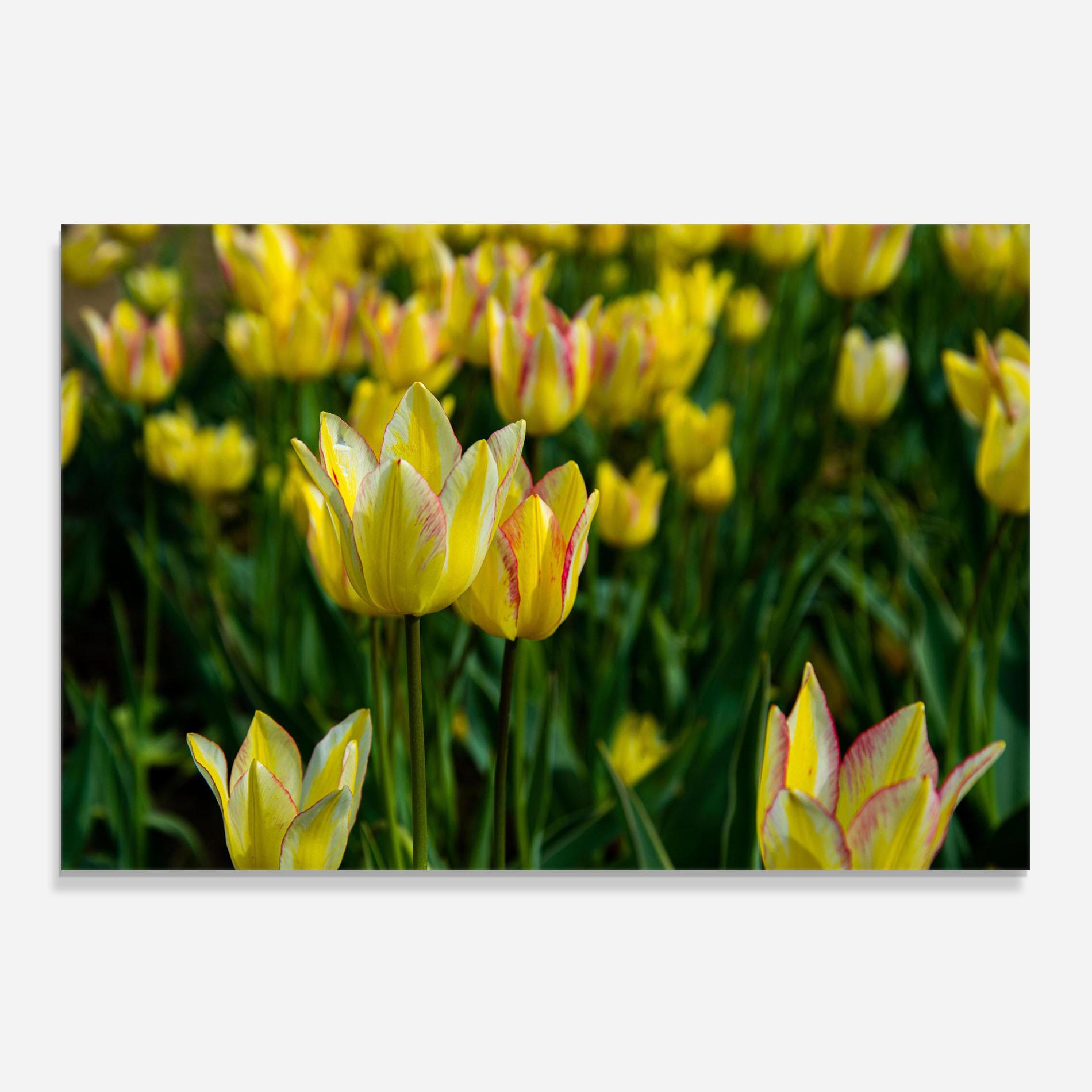 Panou Sticla Bucatarie Light Yellow Tulips mockup 0
