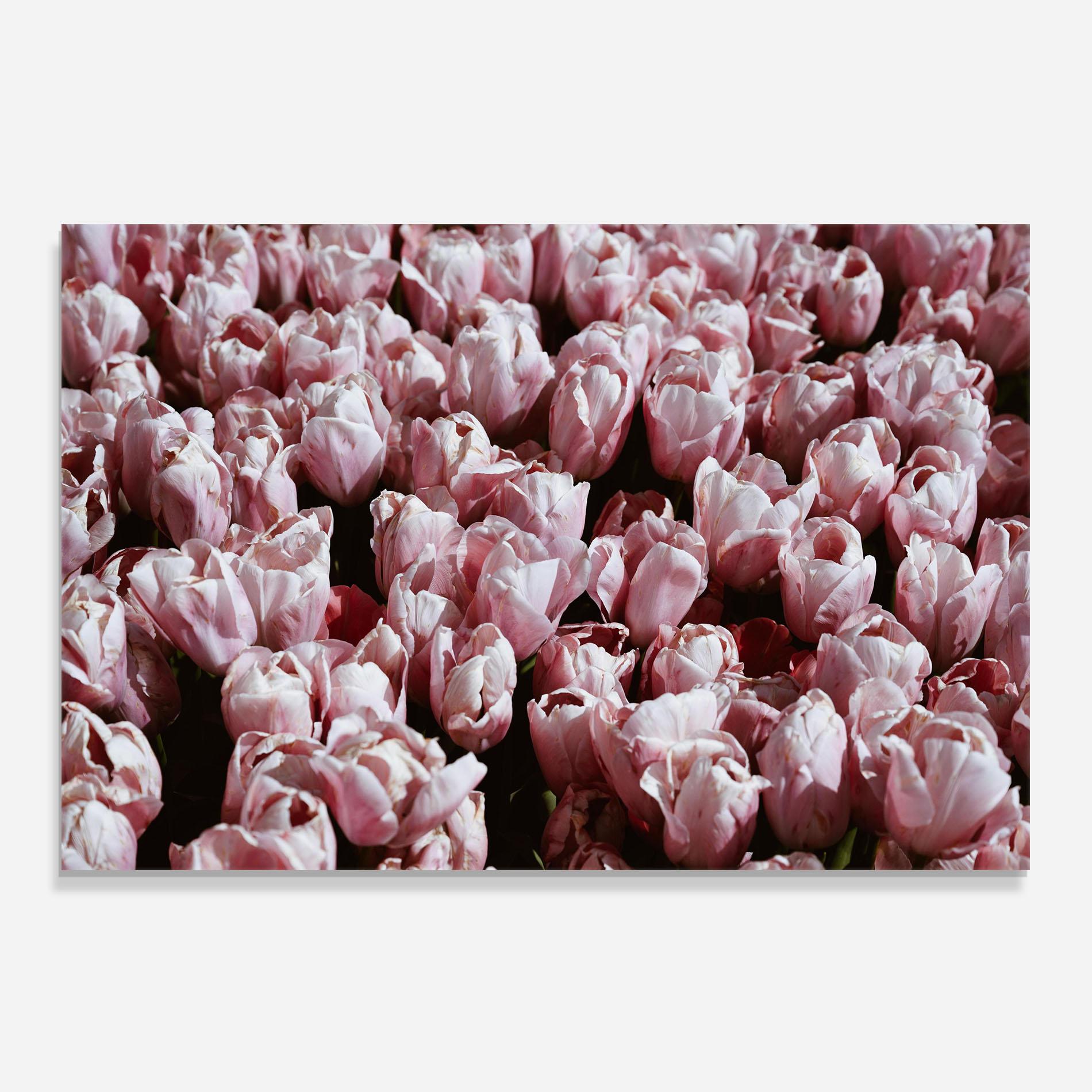 Panou Sticla Bucatarie Pastel Pink Tulips Wall mockup 0