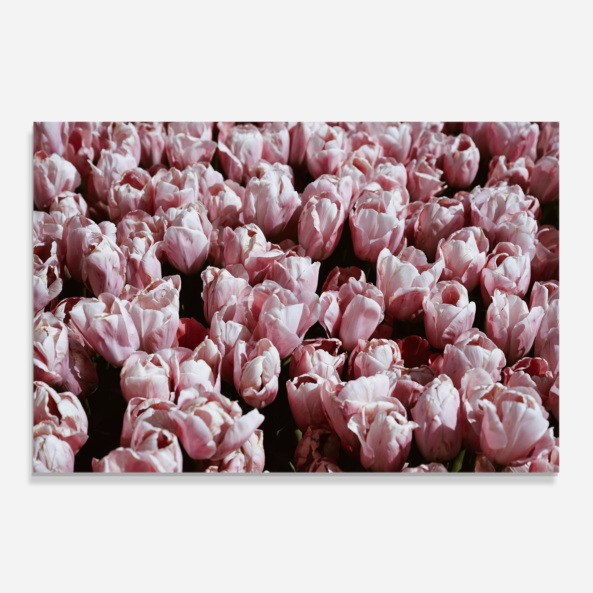 Pastel Pink Tulips Wall mockup 0
