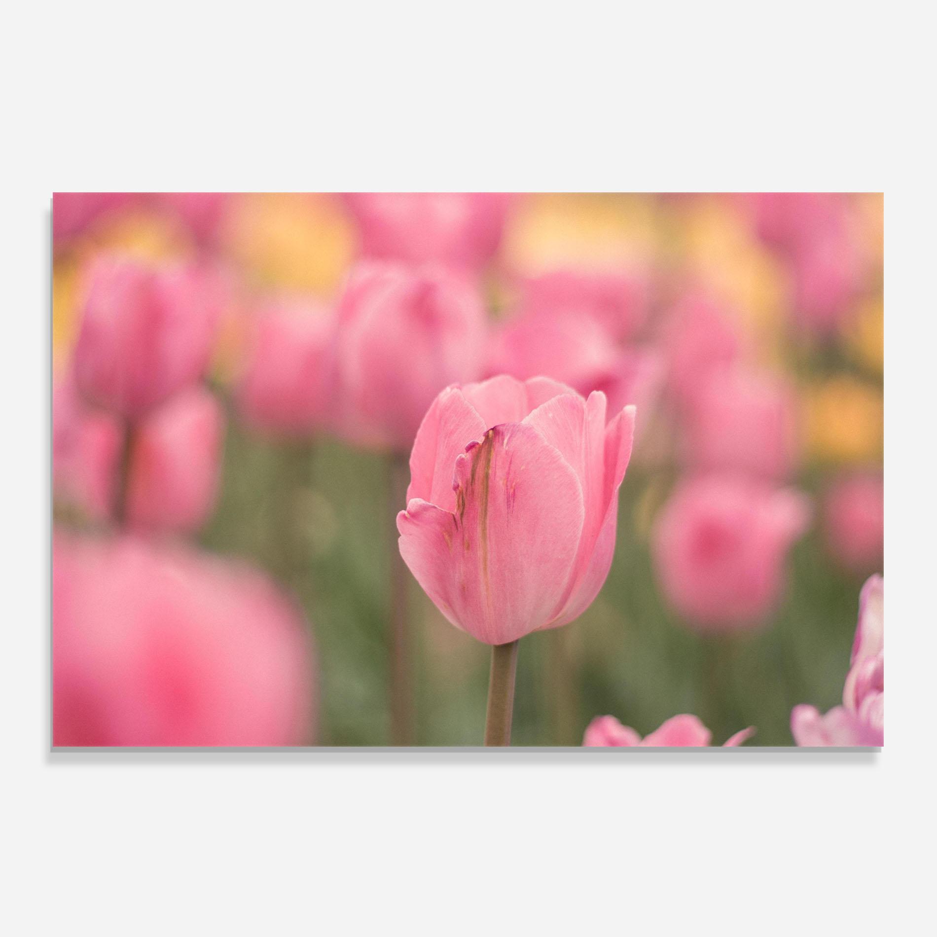 Panou Sticla Bucatarie Pastel Tulips In Garden mockup 0