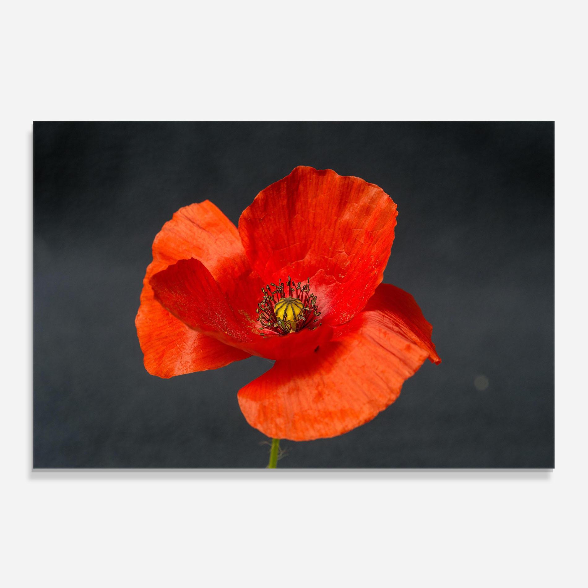 Panou Sticla Bucatarie Light Red Poppy mockup 0