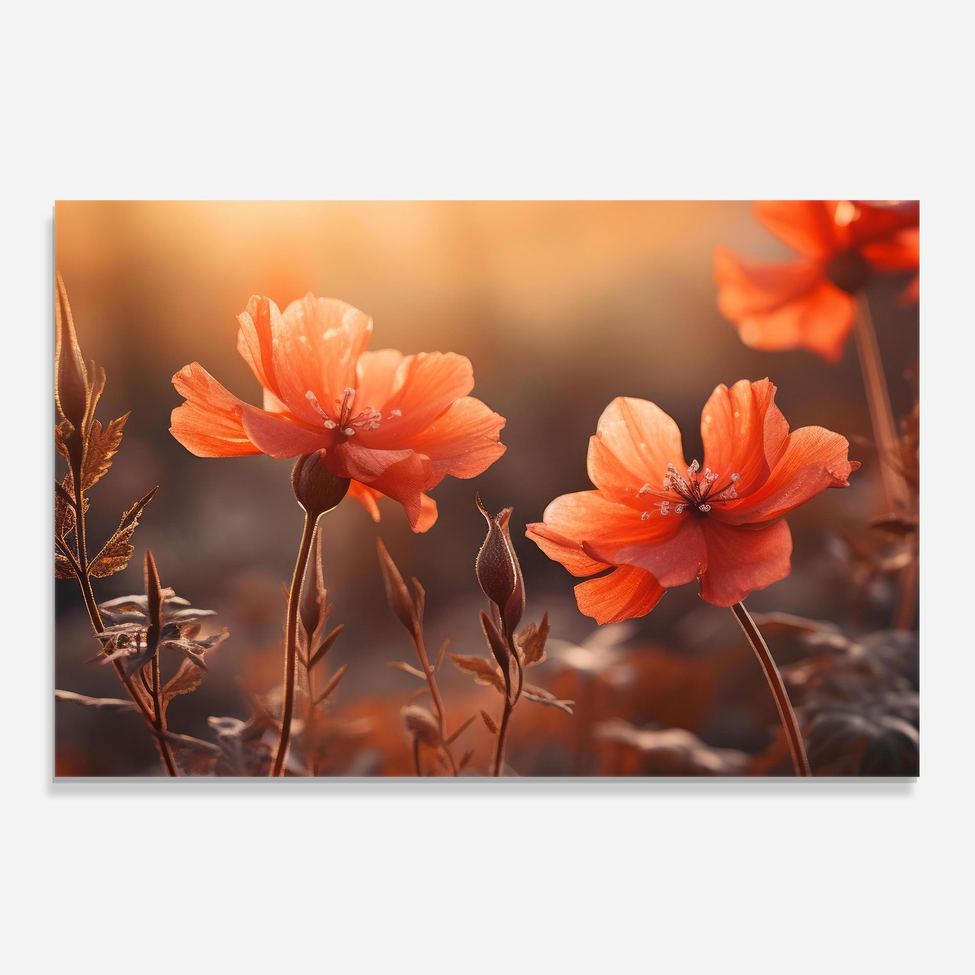 Orange Small Poppy mockup 0